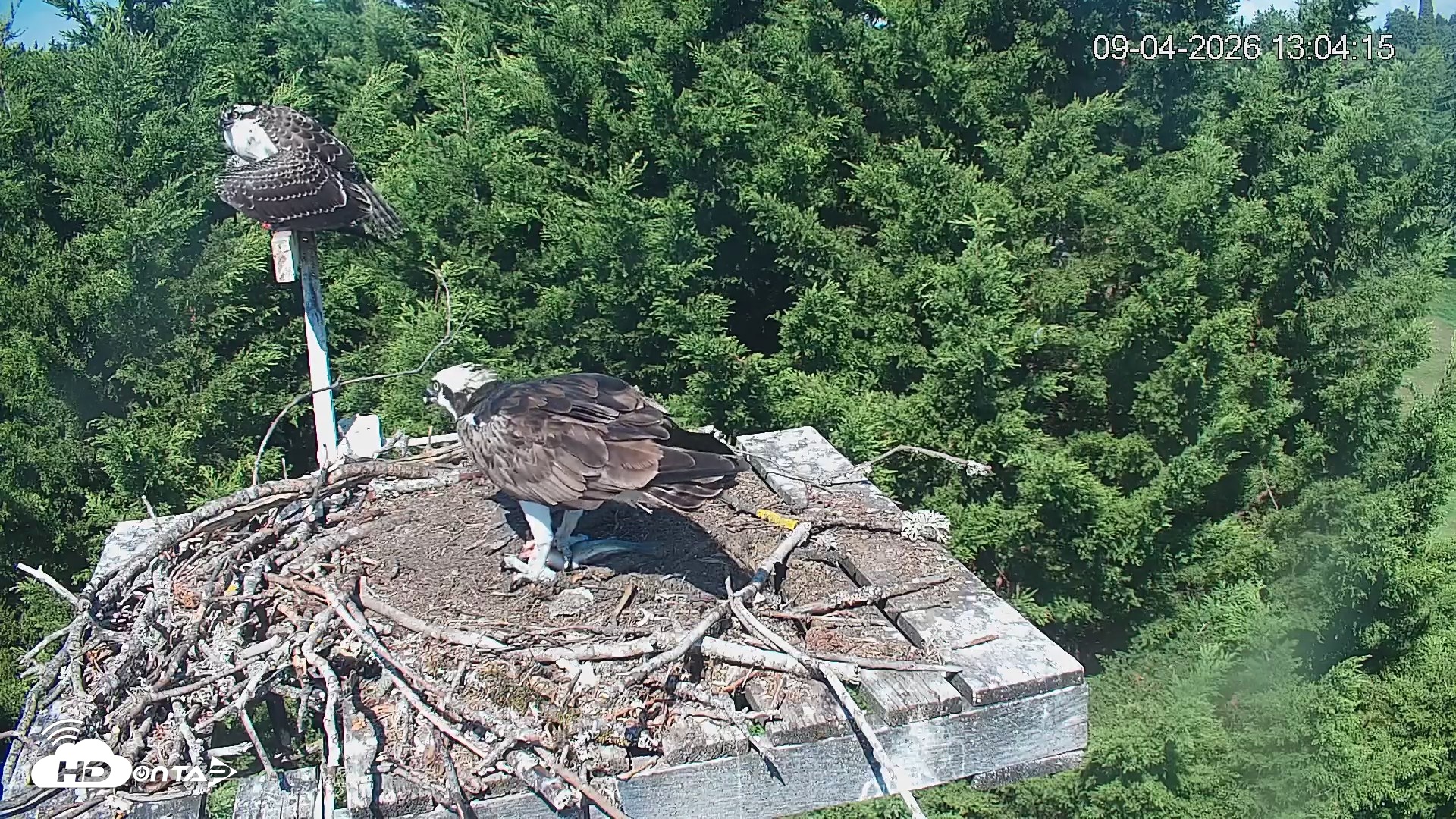 Snapshot of Medina Washington Live Osprey Nest Webcam taken Sep 4, 2026, 1:05pm PDT