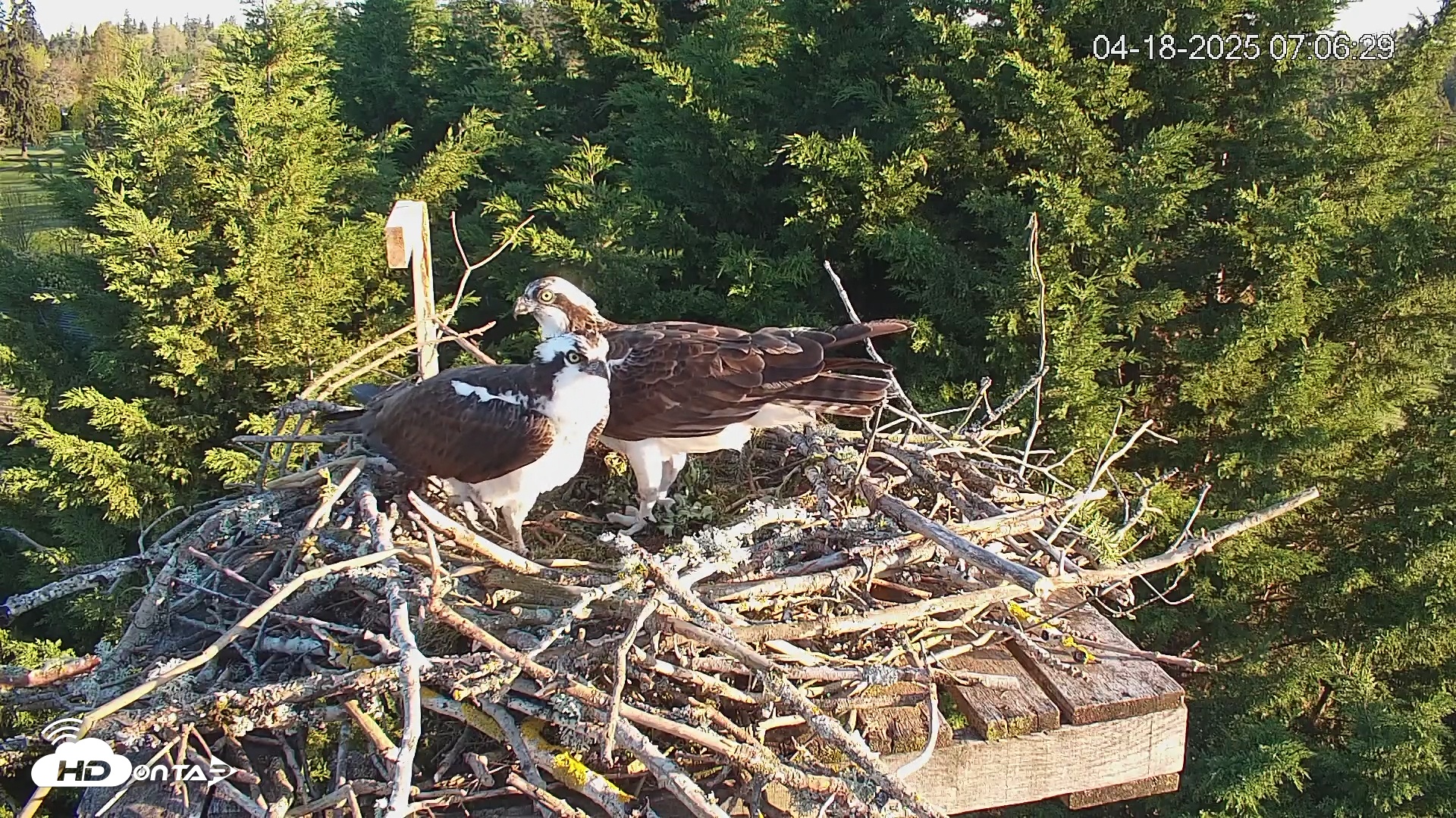 Snapshot of Medina Washington Live Osprey Nest Webcam taken Apr 18, 2025, 7:06am PDT