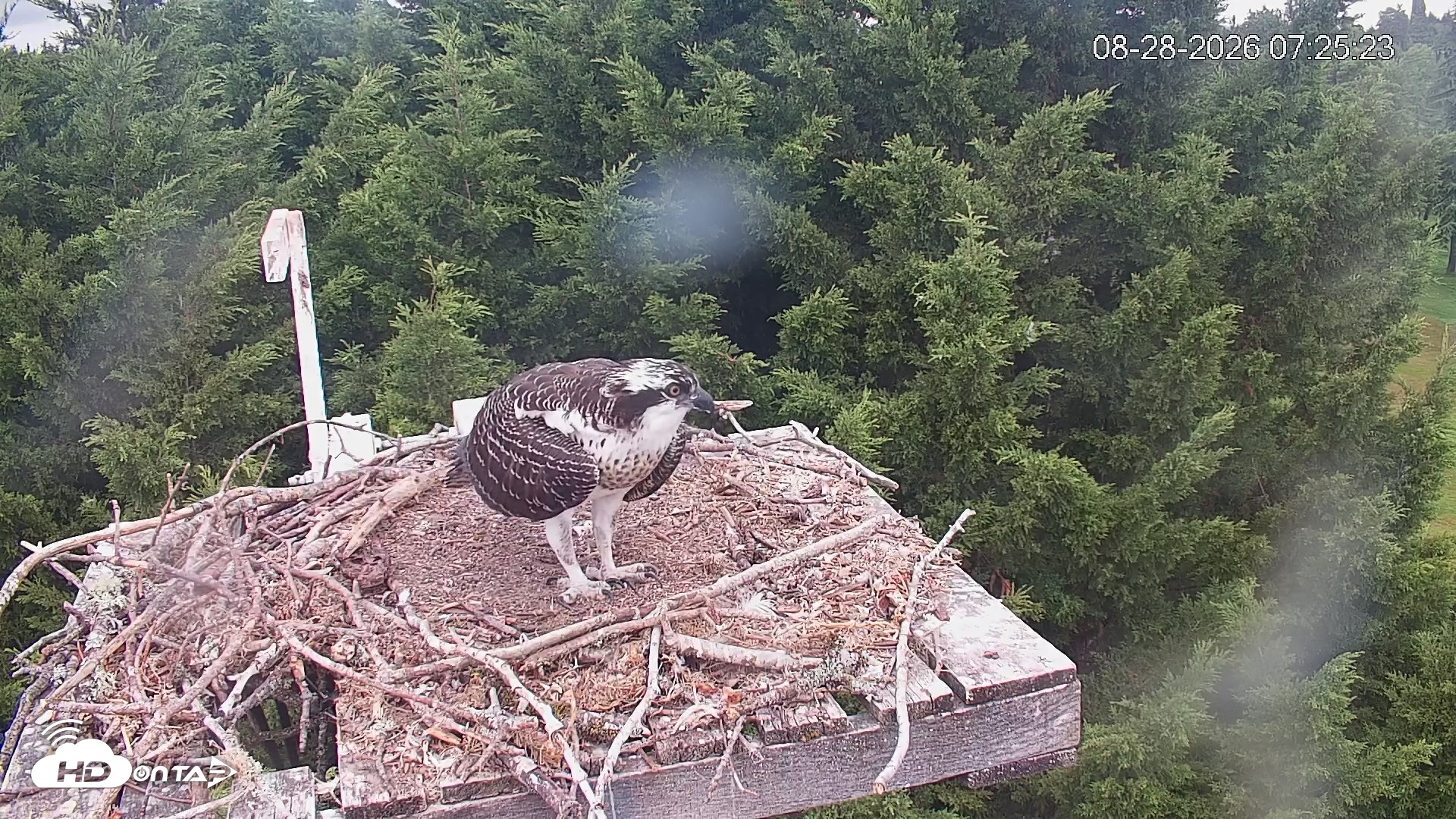Snapshot of Medina Washington Live Osprey Nest Webcam taken Aug 28, 2026, 7:26am PDT