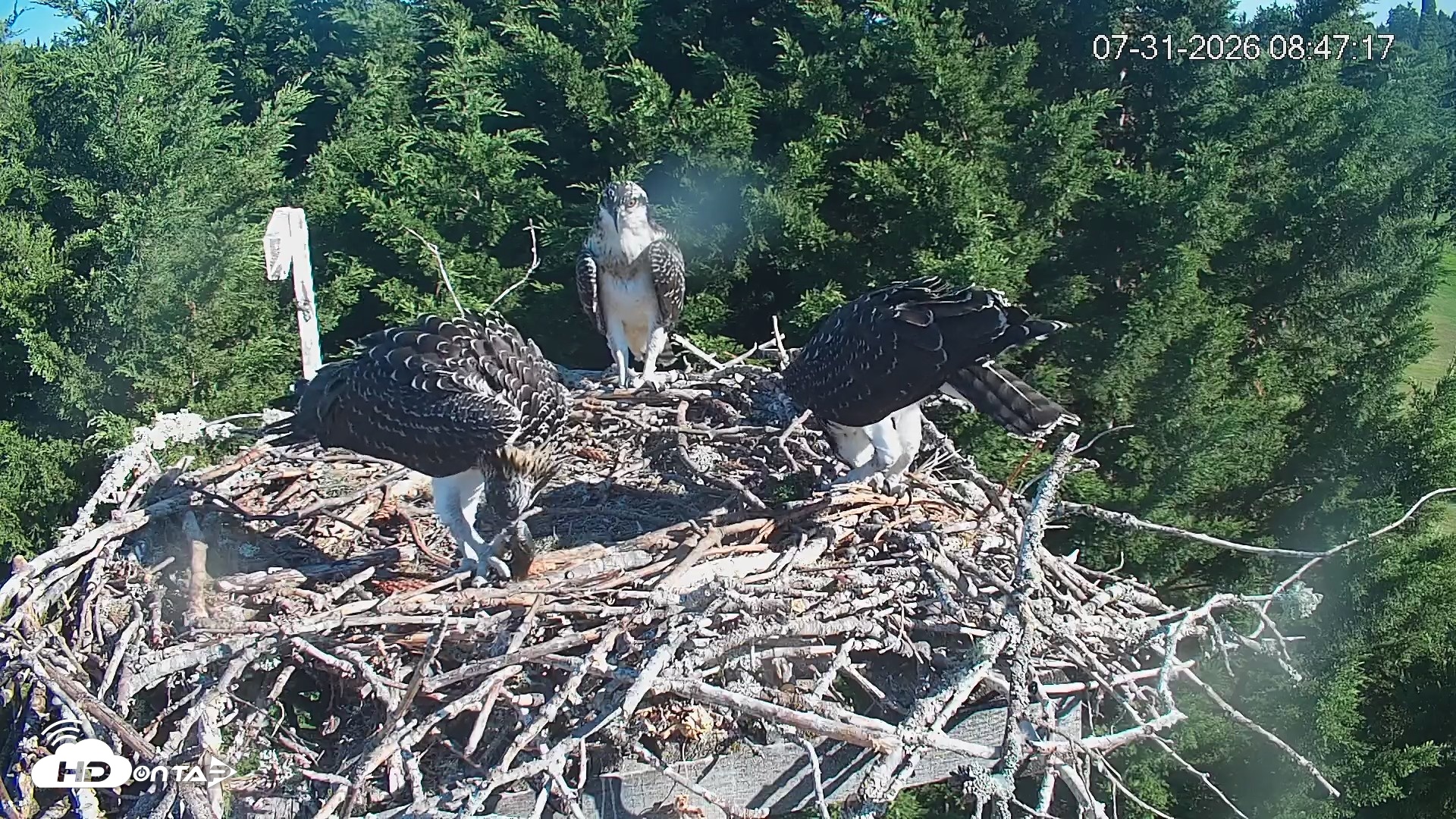 Snapshot of Medina Washington Live Osprey Nest Webcam taken Jul 31, 2026, 8:47am PDT