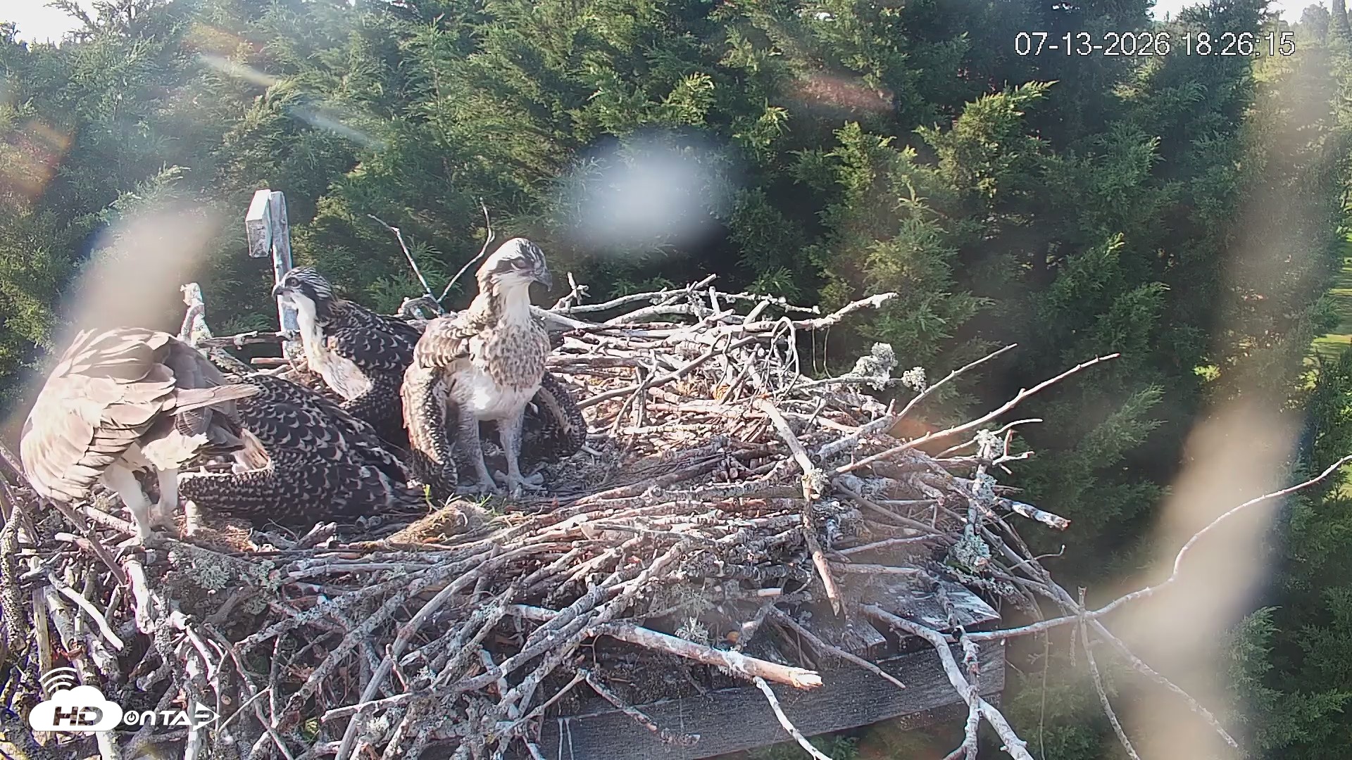 Snapshot of Medina Washington Live Osprey Nest Webcam taken Jul 13, 2026, 6:26pm PDT