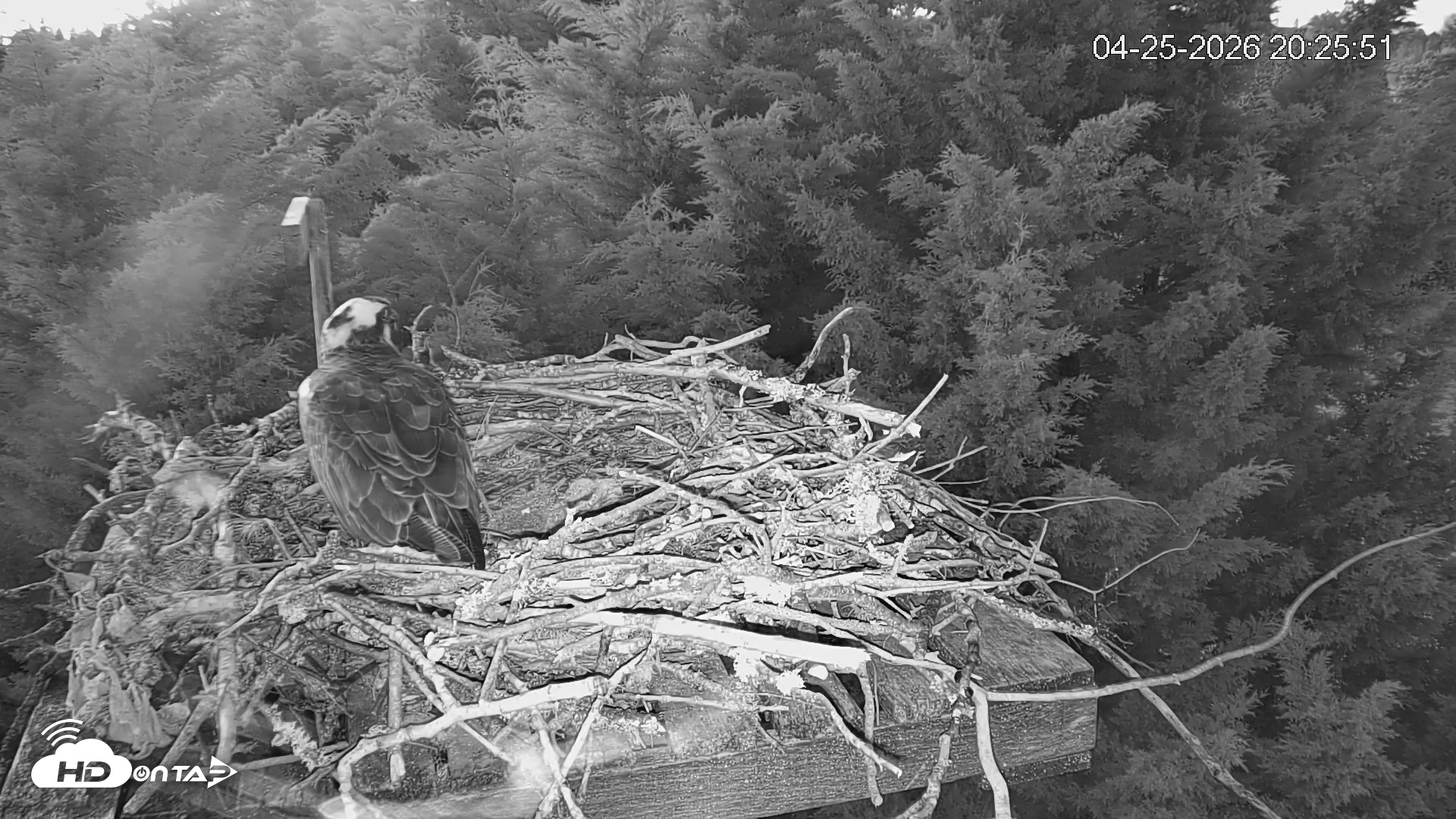 Snapshot of Medina Washington Live Osprey Nest Webcam taken Apr 25, 2026, 8:26pm PDT