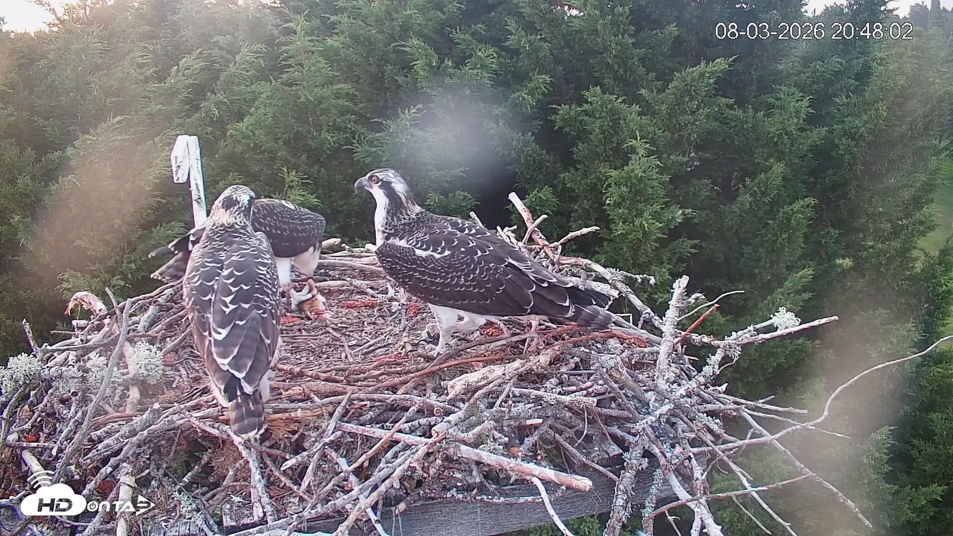 Snapshot of Medina Washington Live Osprey Nest Webcam taken Aug 3, 2026, 8:48pm PDT