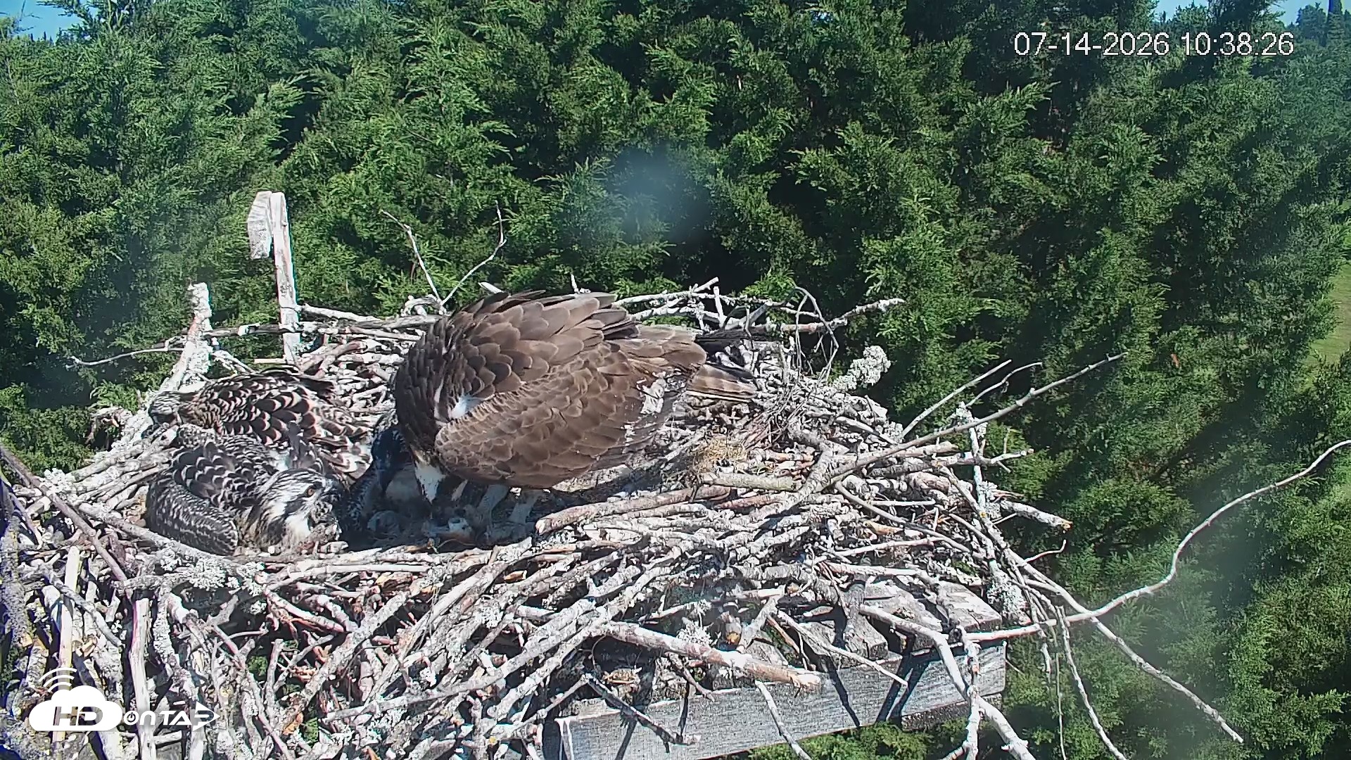 Snapshot of Medina Washington Live Osprey Nest Webcam taken Jul 14, 2026, 10:39am PDT