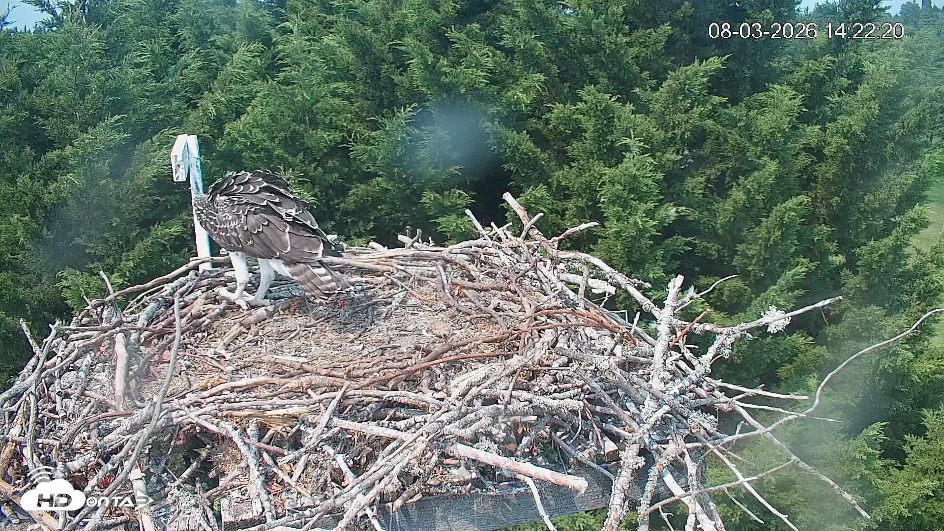Snapshot of Medina Washington Live Osprey Nest Webcam taken Aug 3, 2026, 2:23pm PDT