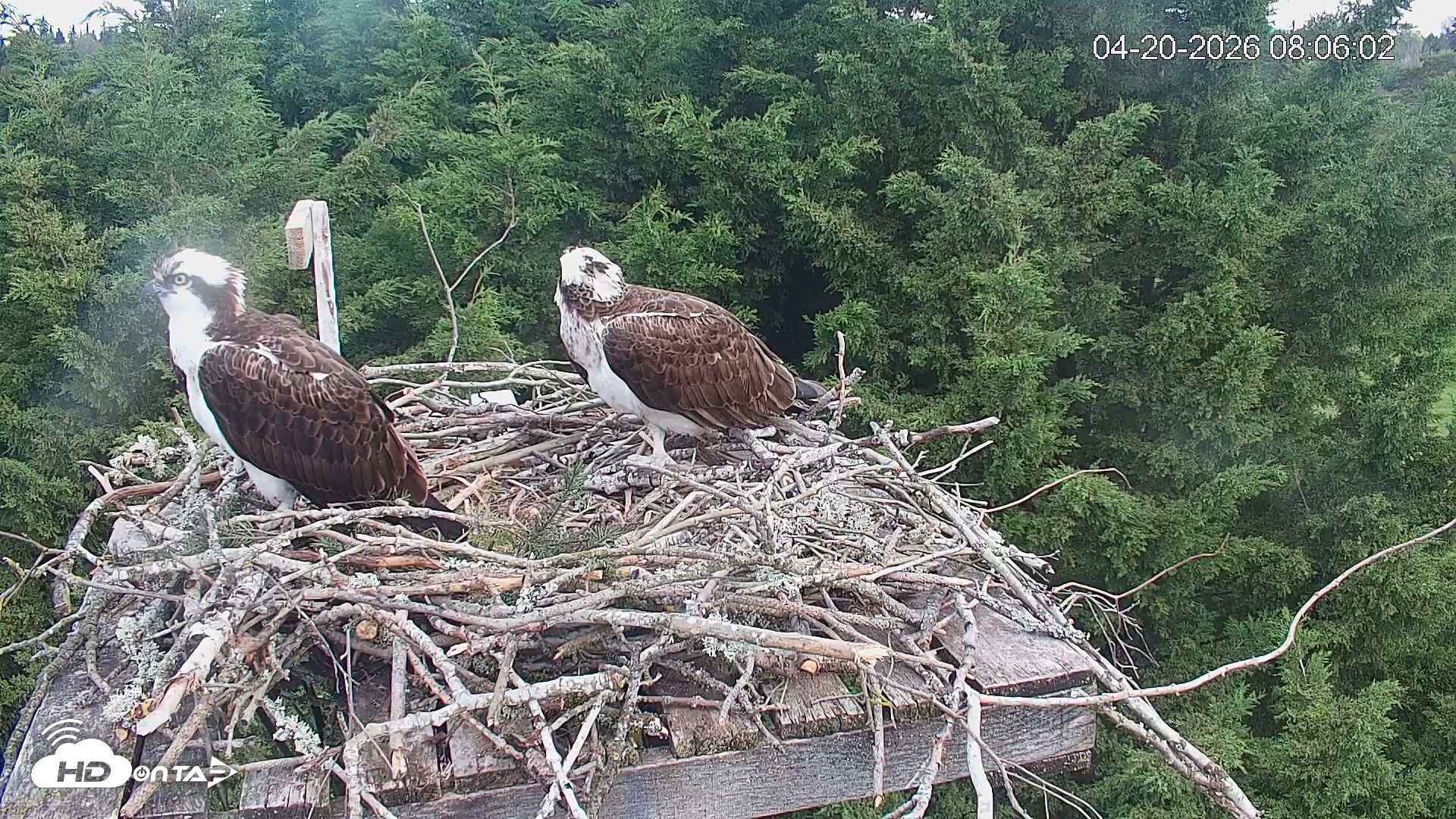 Snapshot of Medina Washington Live Osprey Nest Webcam taken Apr 20, 2026, 8:07am PDT