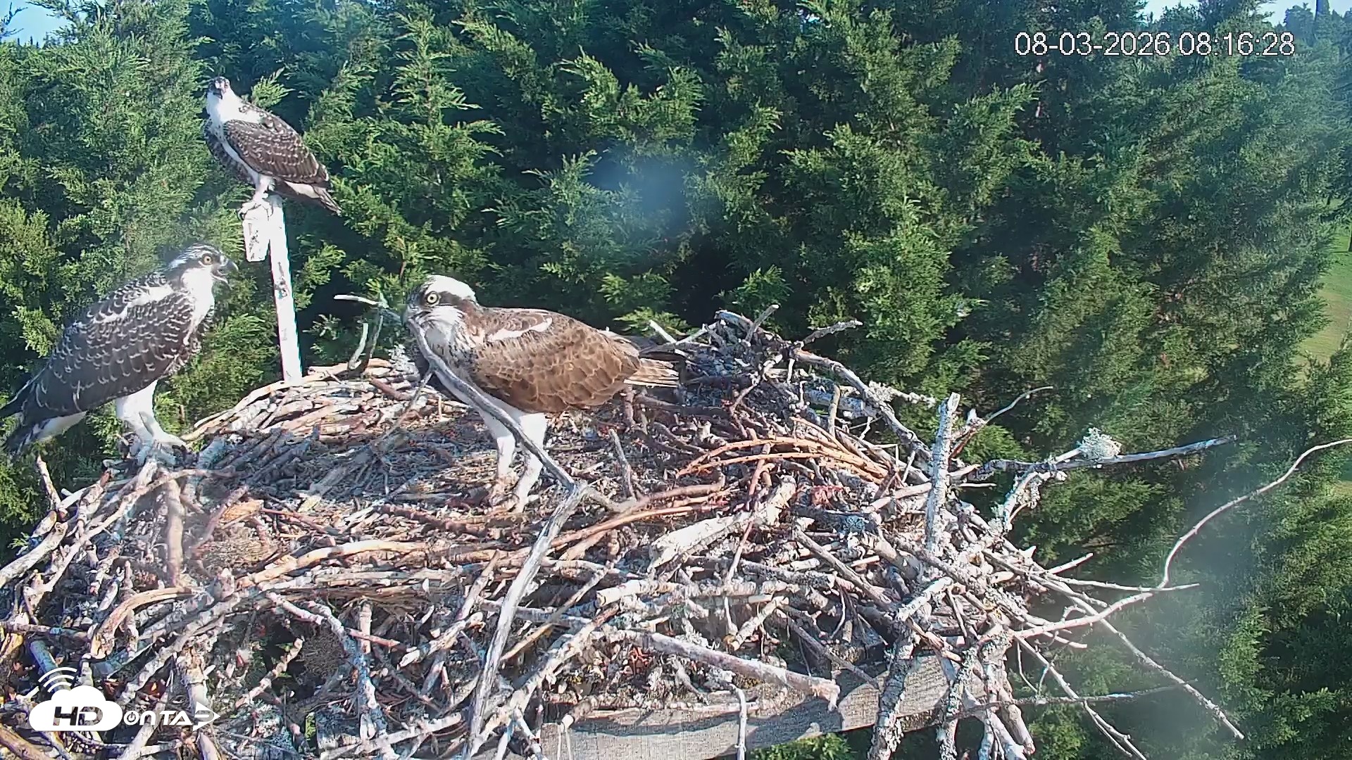 Snapshot of Medina Washington Live Osprey Nest Webcam taken Aug 3, 2026, 8:17am PDT