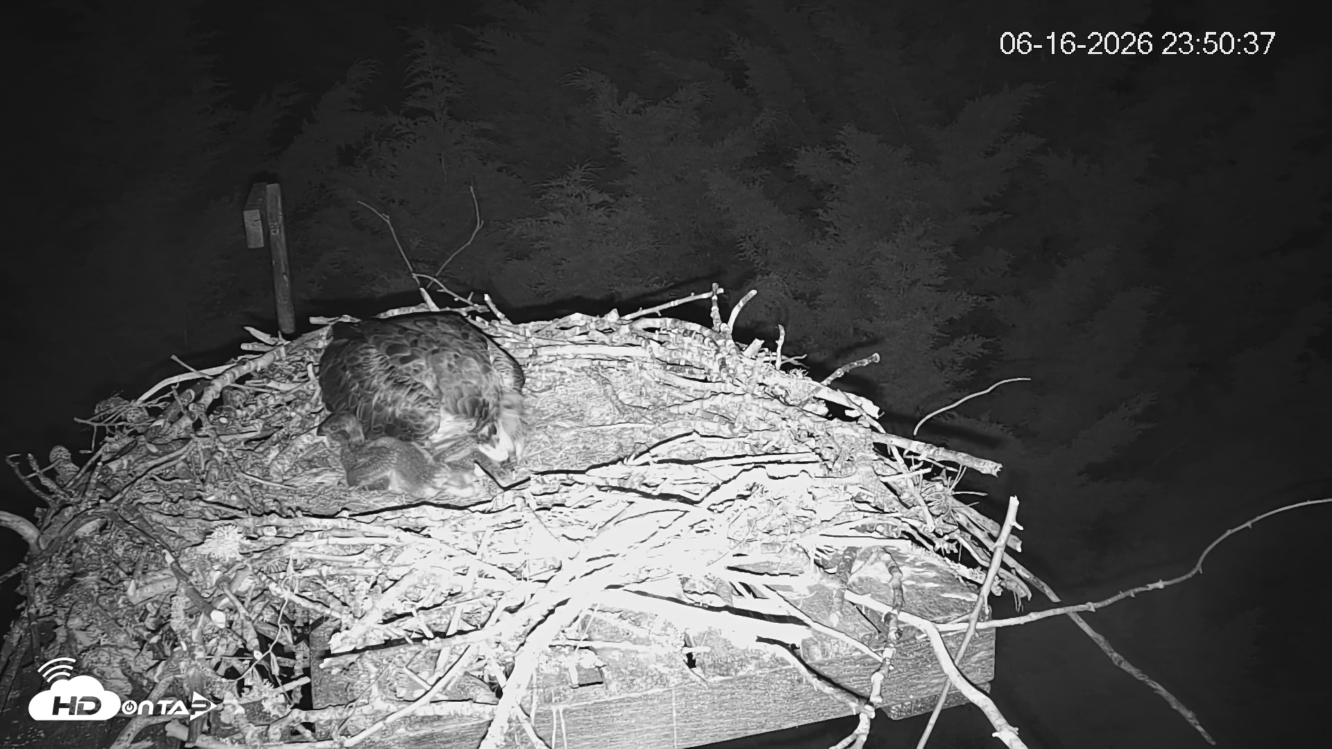 Snapshot of Medina Washington Live Osprey Nest Webcam taken Jun 16, 2026, 11:51pm PDT