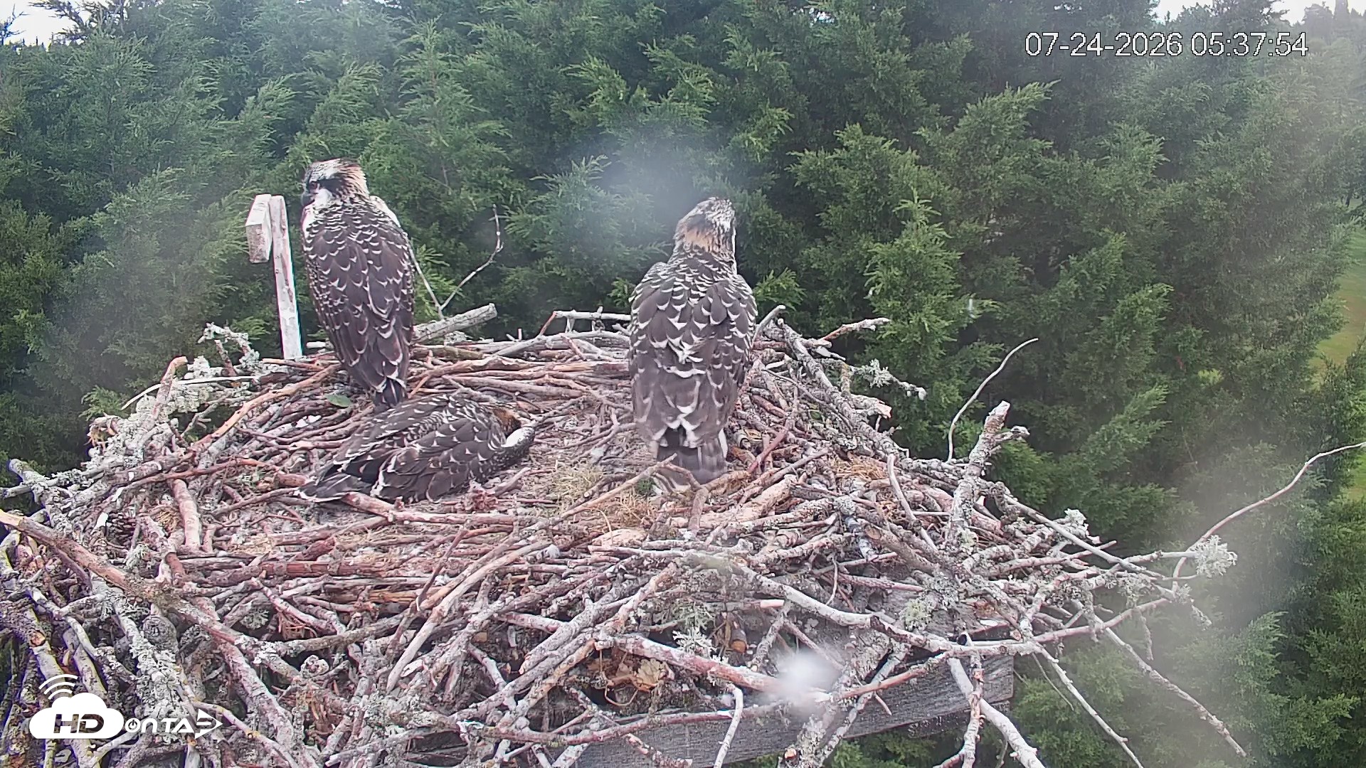 Snapshot of Medina Washington Live Osprey Nest Webcam taken Jul 24, 2026, 5:38am PDT