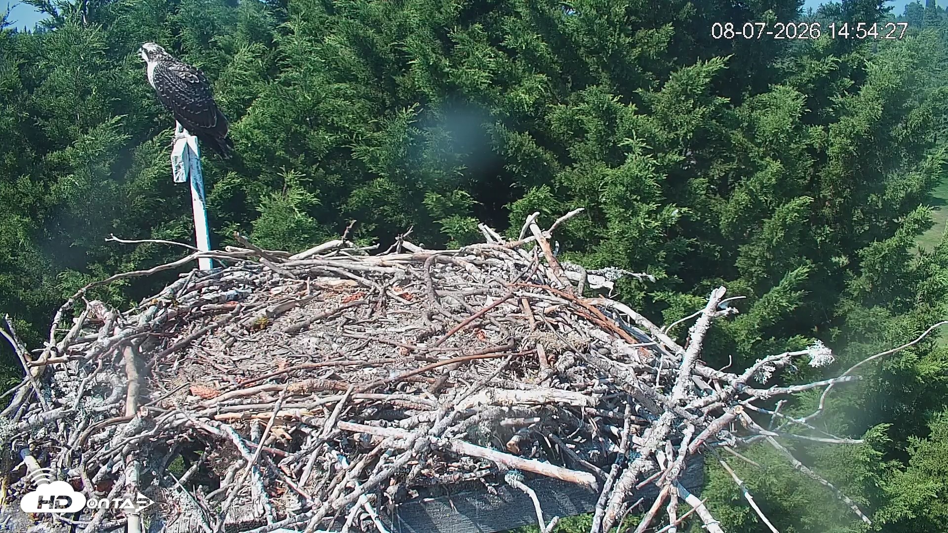 Snapshot of Medina Washington Live Osprey Nest Webcam taken Aug 7, 2026, 2:55pm PDT