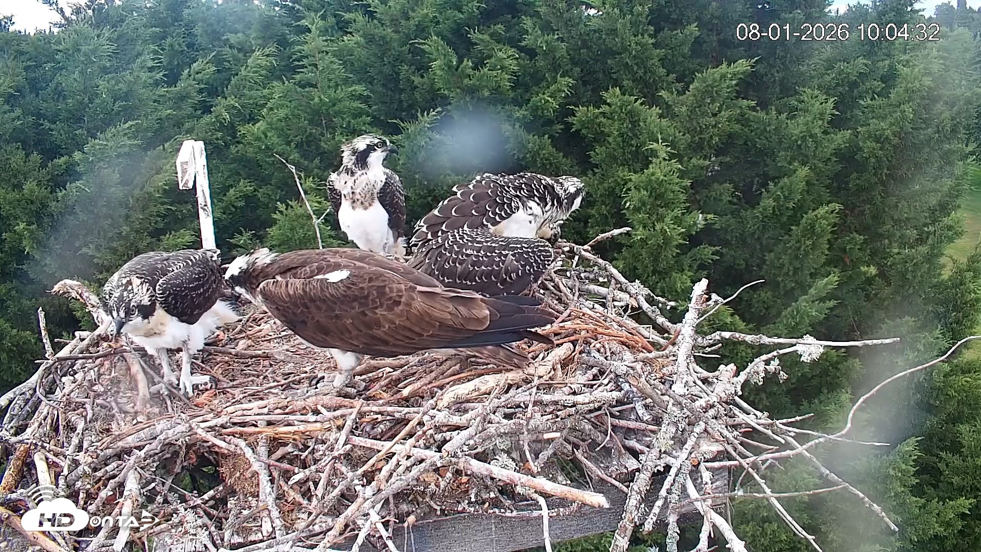Snapshot of Medina Washington Live Osprey Nest Webcam taken Aug 1, 2026, 10:07am PDT