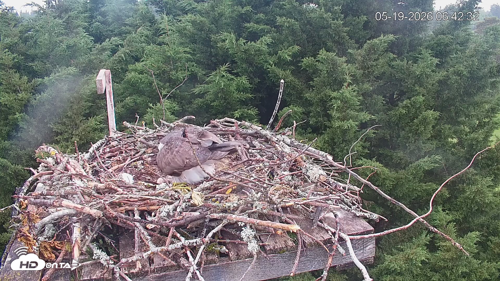 Snapshot of Medina Washington Live Osprey Nest Webcam taken May 19, 2026, 6:43am PDT