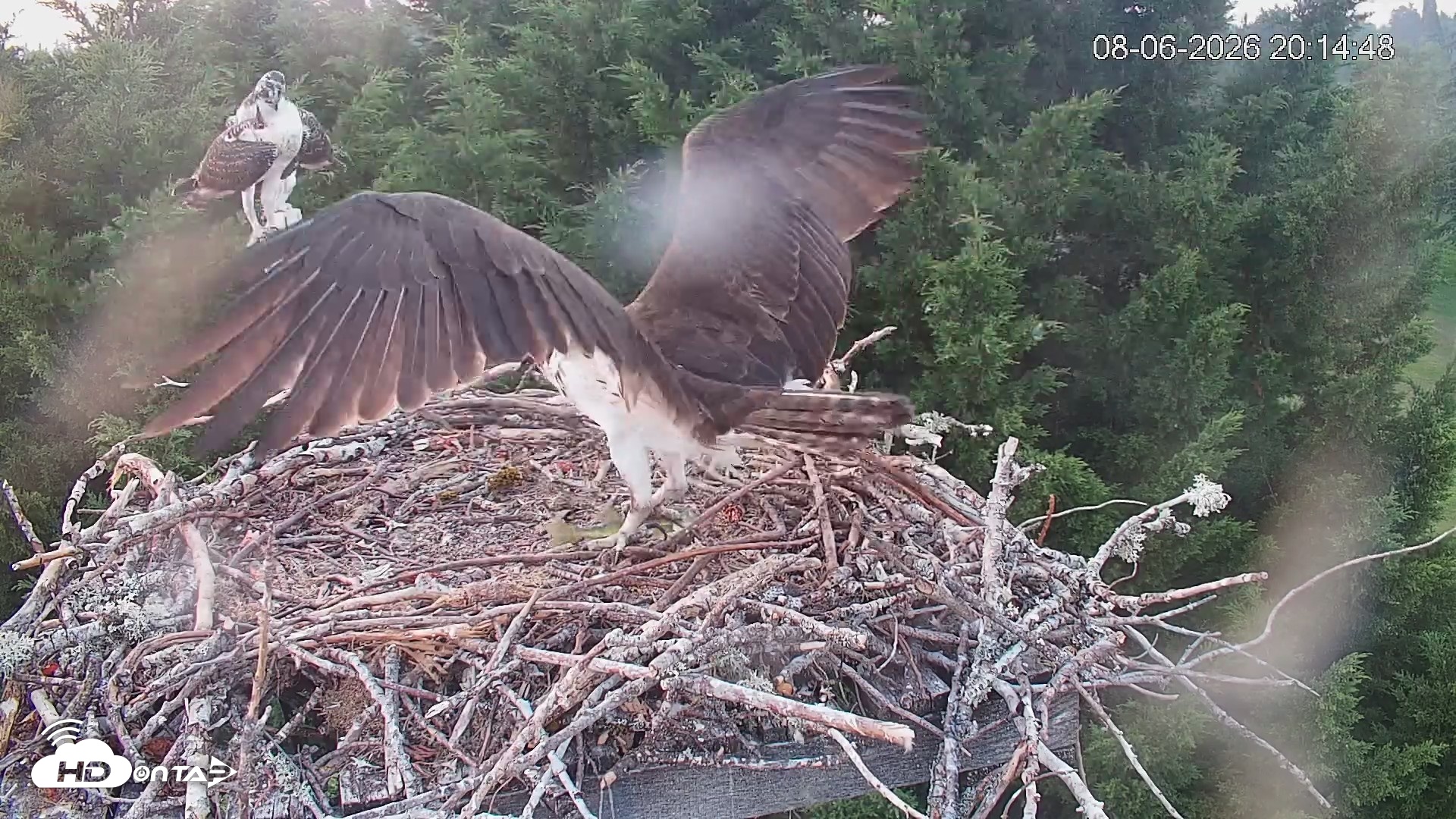Snapshot of Medina Washington Live Osprey Nest Webcam taken Aug 6, 2026, 8:15pm PDT