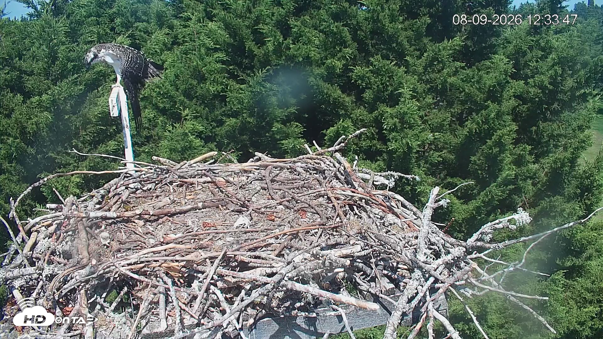 Snapshot of Medina Washington Live Osprey Nest Webcam taken Aug 9, 2026, 12:34pm PDT