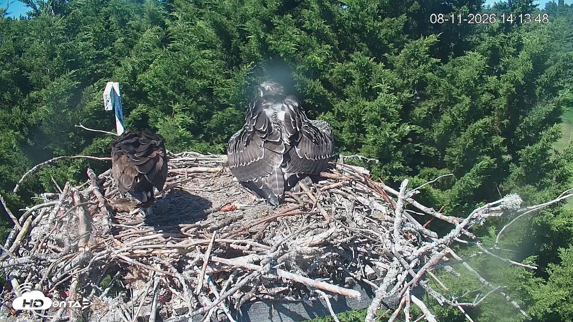 Snapshot of Medina Washington Live Osprey Nest Webcam taken Aug 11, 2026, 2:14pm PDT
