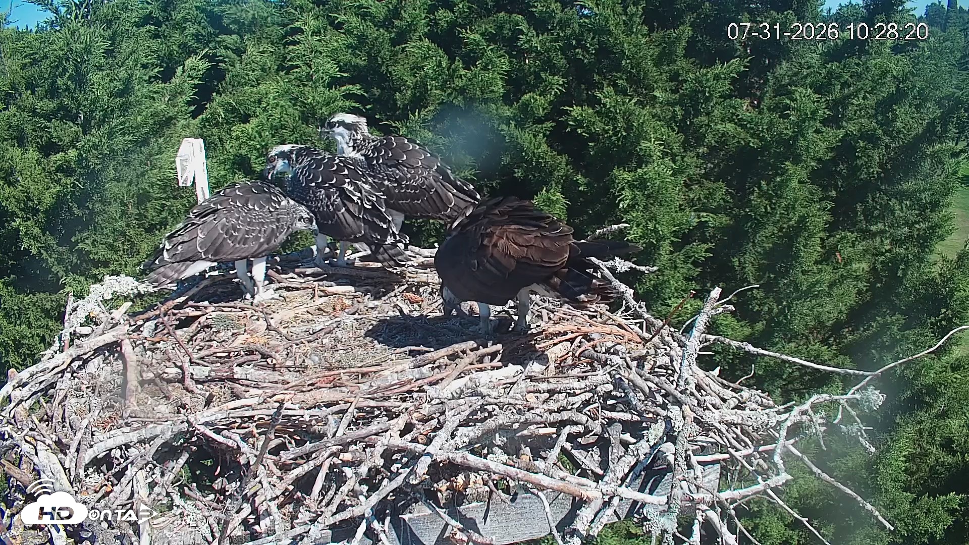 Snapshot of Medina Washington Live Osprey Nest Webcam taken Jul 31, 2026, 10:29am PDT