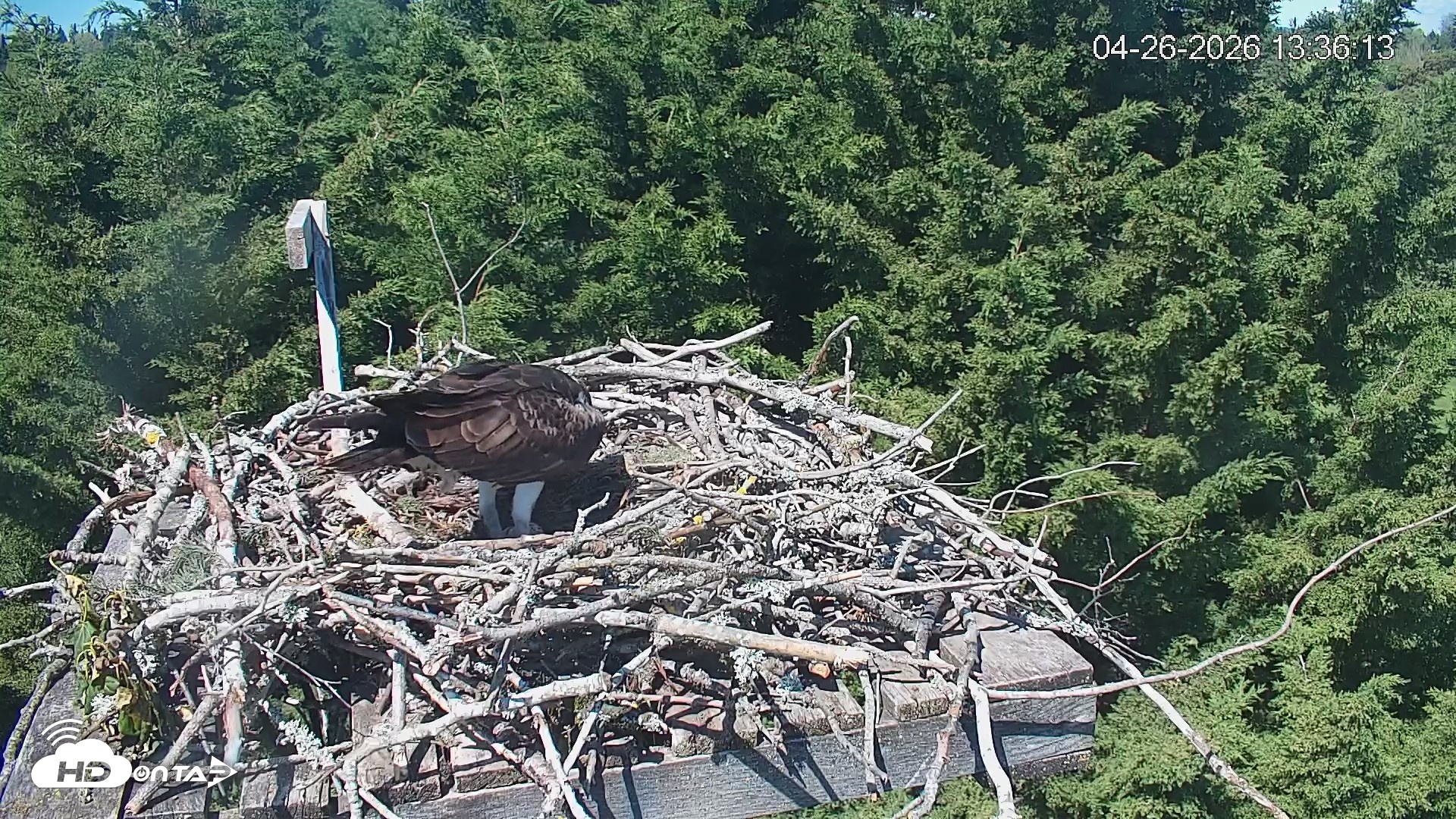 Snapshot of Medina Washington Live Osprey Nest Webcam taken Apr 26, 2026, 1:37pm PDT