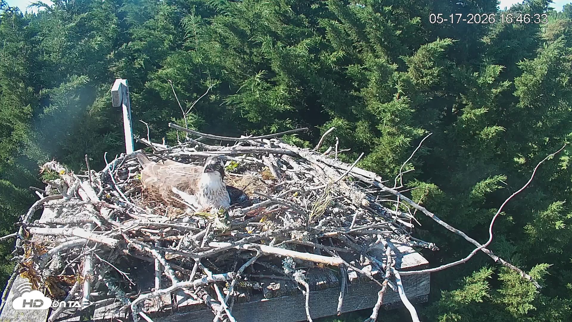 Snapshot of Medina Washington Live Osprey Nest Webcam taken May 17, 2026, 4:47pm PDT