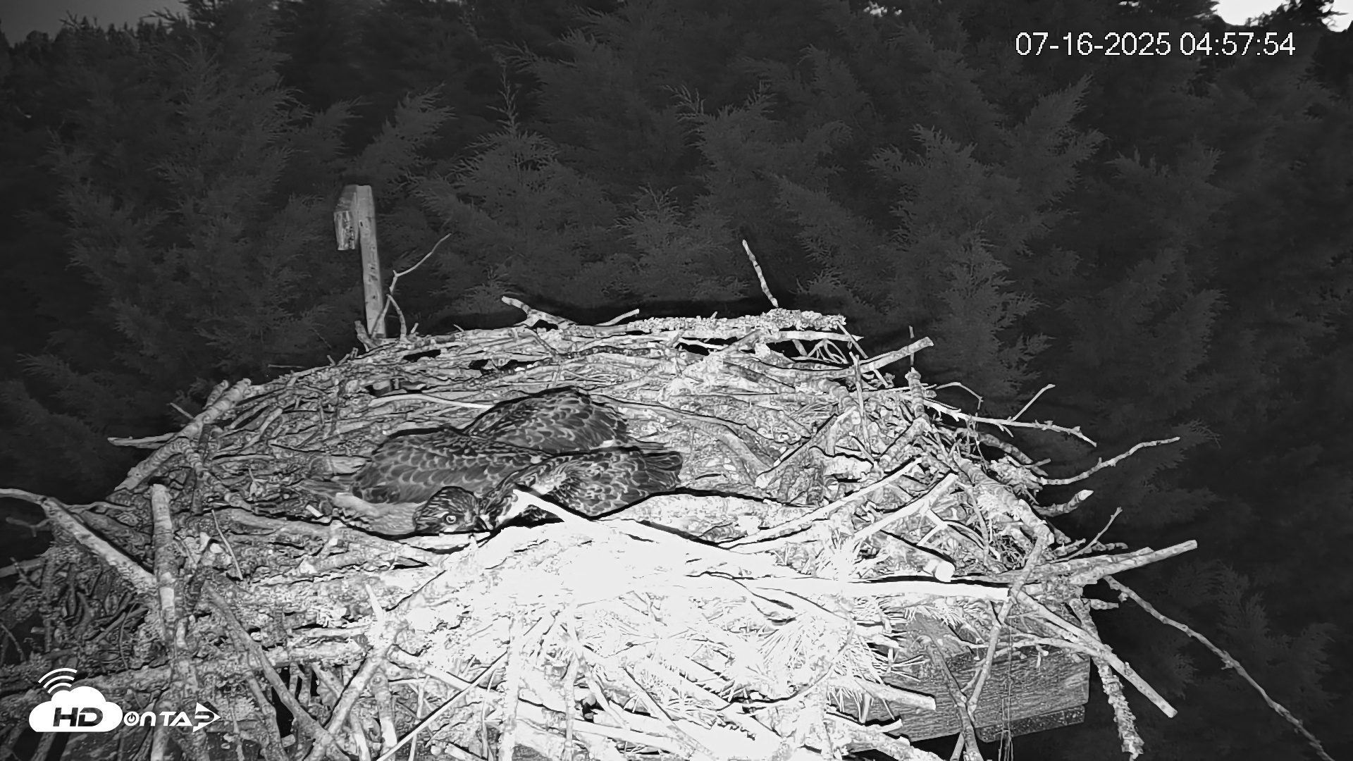 Snapshot of Medina Washington Live Osprey Nest Webcam taken Jul 16, 2025, 4:58am PDT