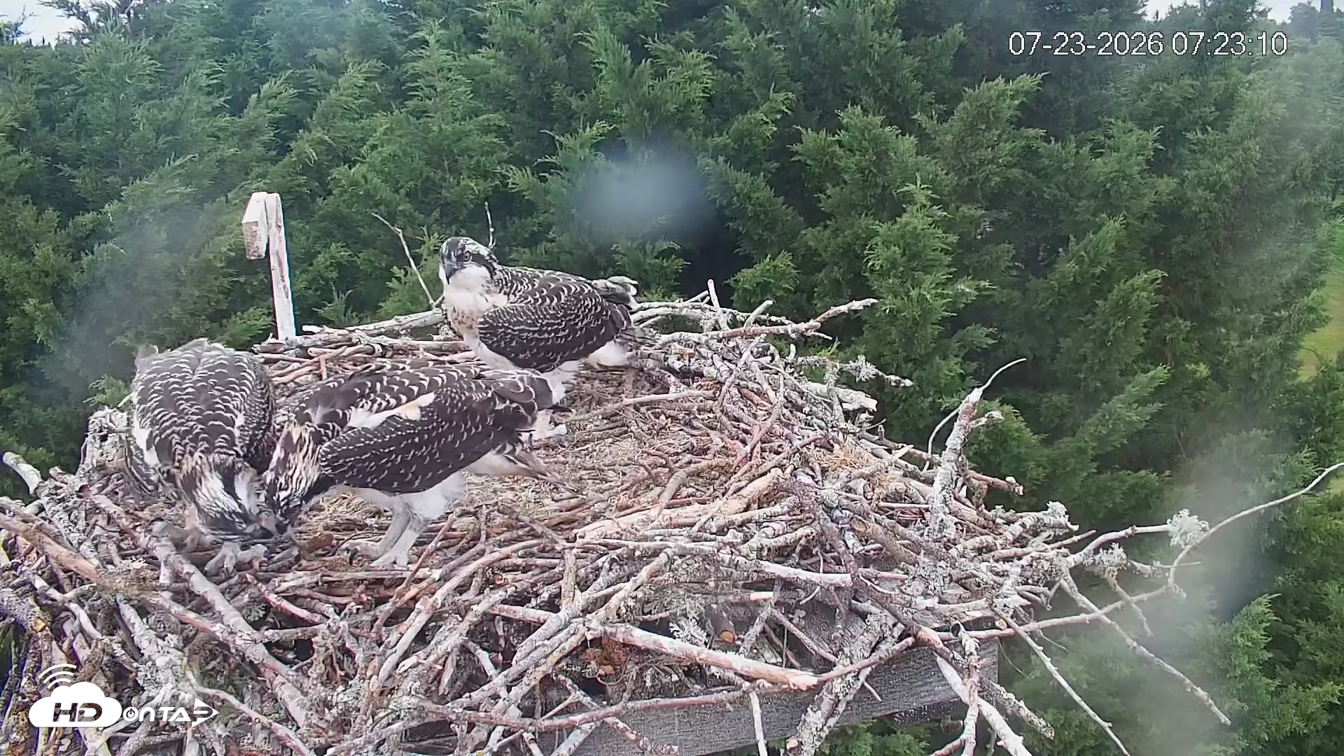 Snapshot of Medina Washington Live Osprey Nest Webcam taken Jul 23, 2026, 7:23am PDT