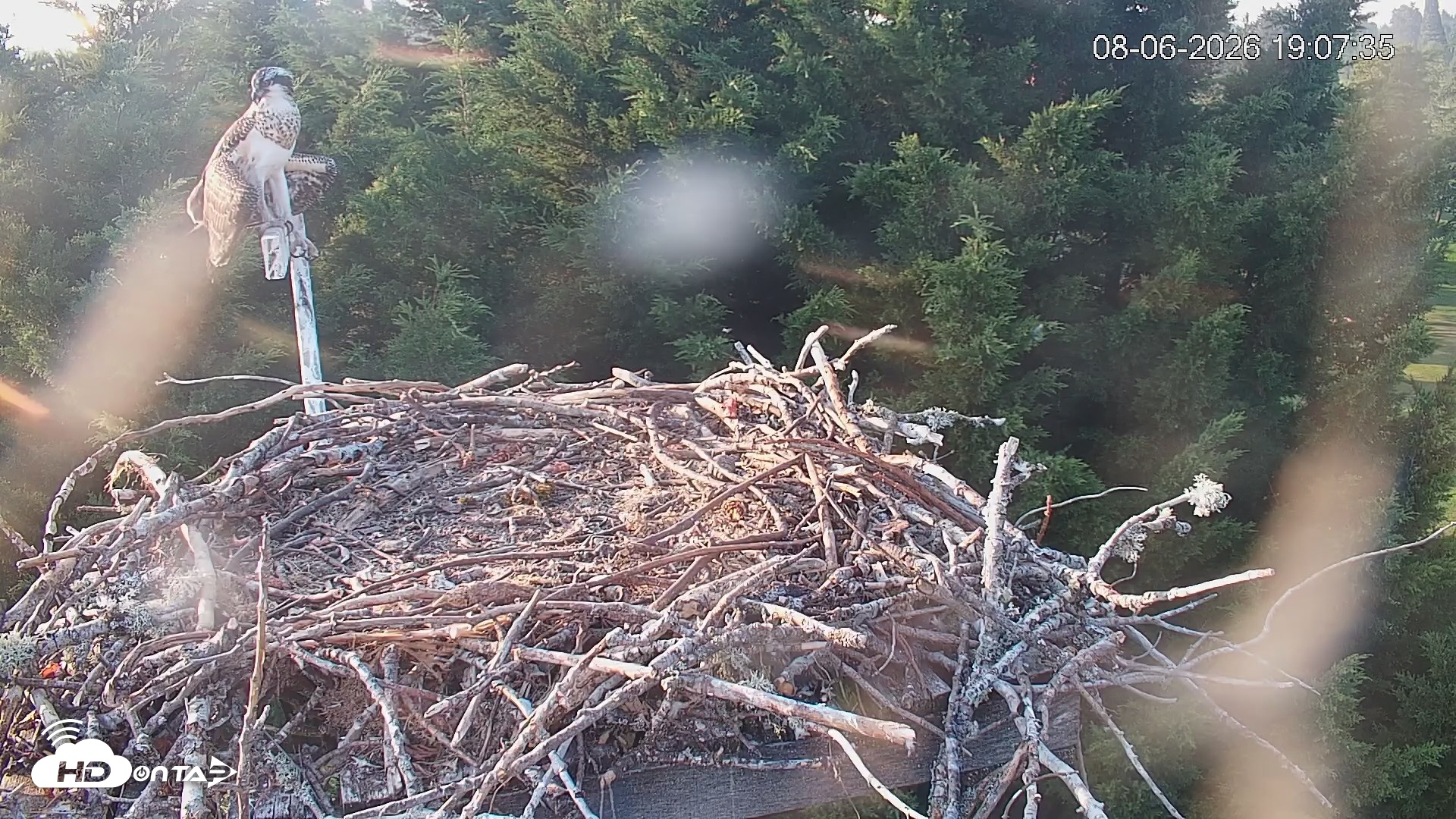 Snapshot of Medina Washington Live Osprey Nest Webcam taken Aug 6, 2026, 7:08pm PDT