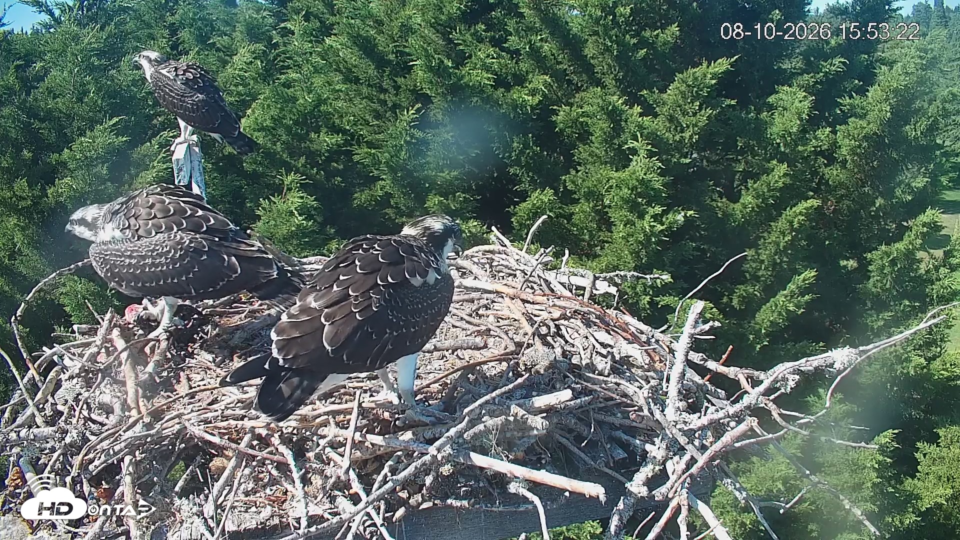 Snapshot of Medina Washington Live Osprey Nest Webcam taken Aug 10, 2026, 3:54pm PDT