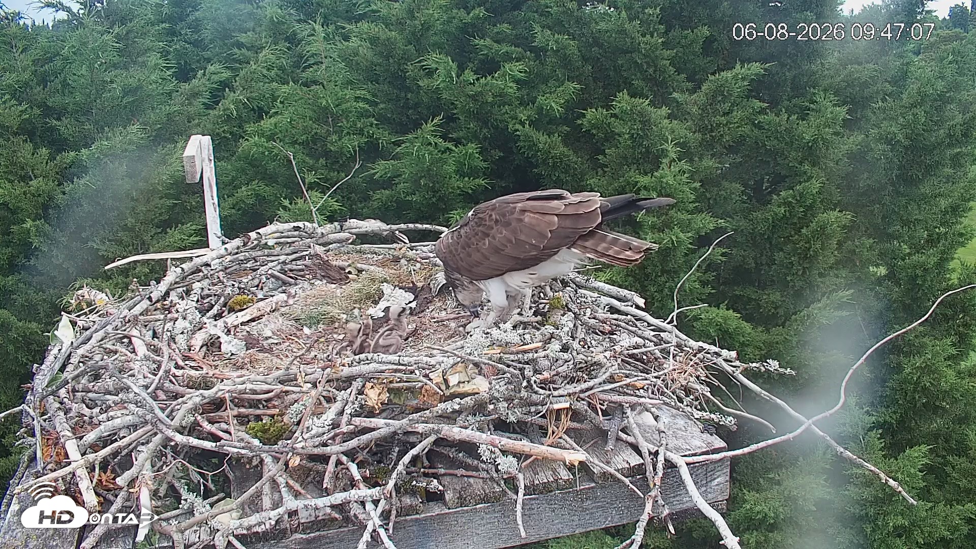 Snapshot of Medina Washington Live Osprey Nest Webcam taken Jun 8, 2026, 9:47am PDT