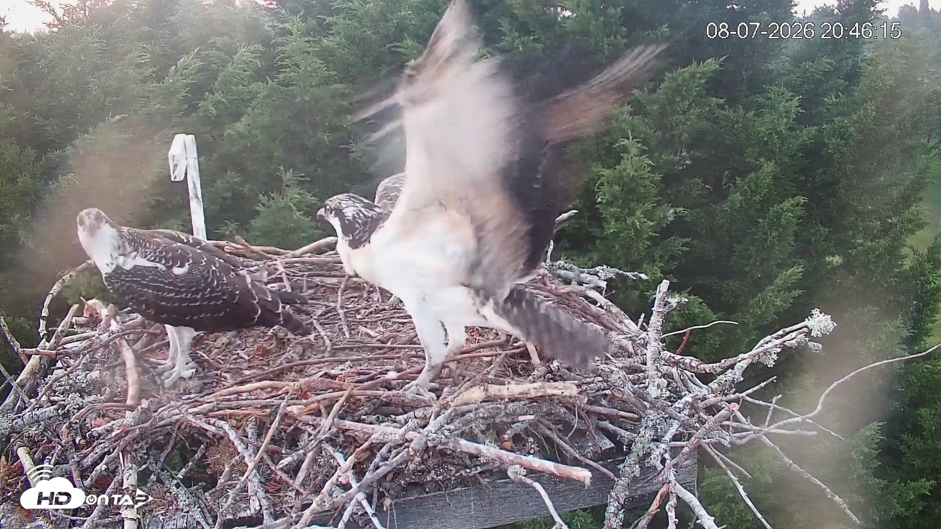 Snapshot of Medina Washington Live Osprey Nest Webcam taken Aug 7, 2026, 8:46pm PDT