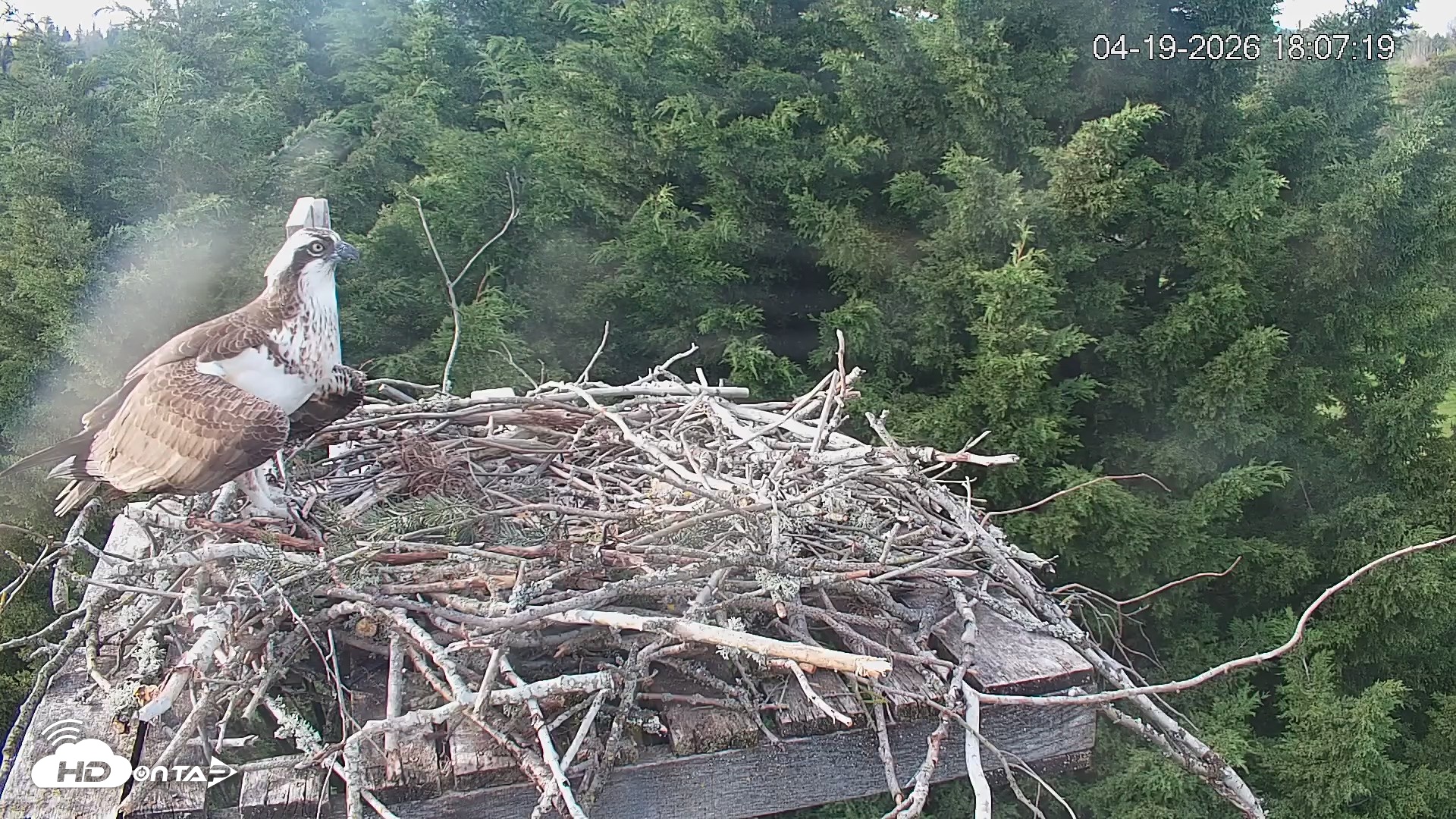 Snapshot of Medina Washington Live Osprey Nest Webcam taken Apr 19, 2026, 6:08pm PDT