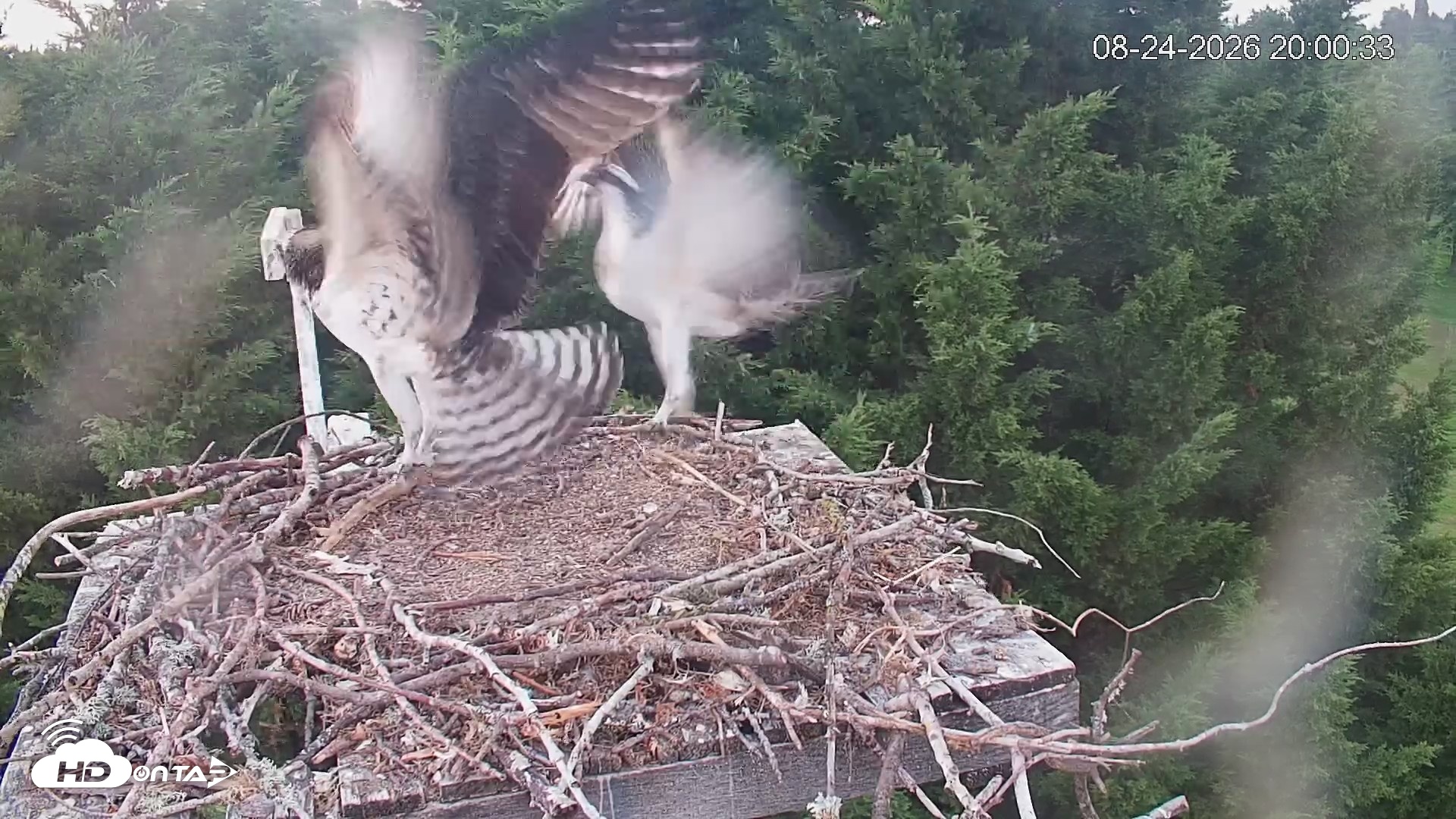 Snapshot of Medina Washington Live Osprey Nest Webcam taken Aug 24, 2026, 8:01pm PDT