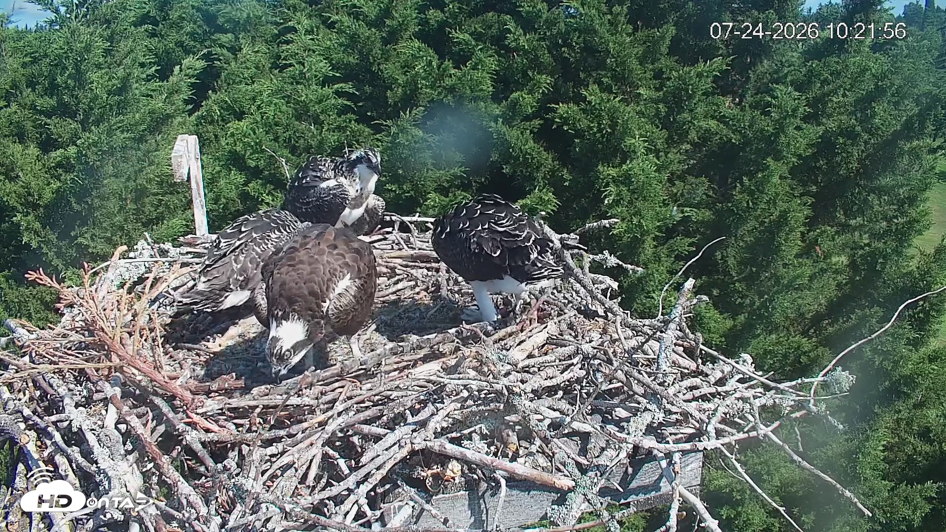 Snapshot of Medina Washington Live Osprey Nest Webcam taken Jul 24, 2026, 10:22am PDT