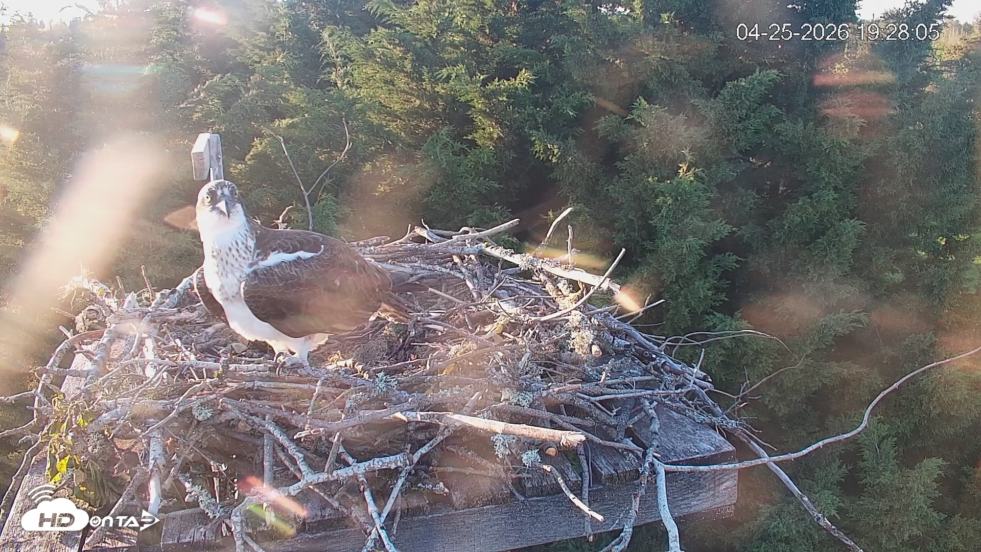 Snapshot of Medina Washington Live Osprey Nest Webcam taken Apr 25, 2026, 7:28pm PDT