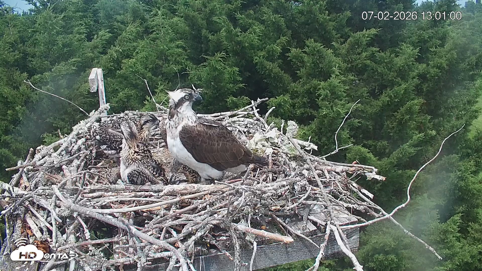 Snapshot of Medina Washington Live Osprey Nest Webcam taken Jul 2, 2026, 1:01pm PDT