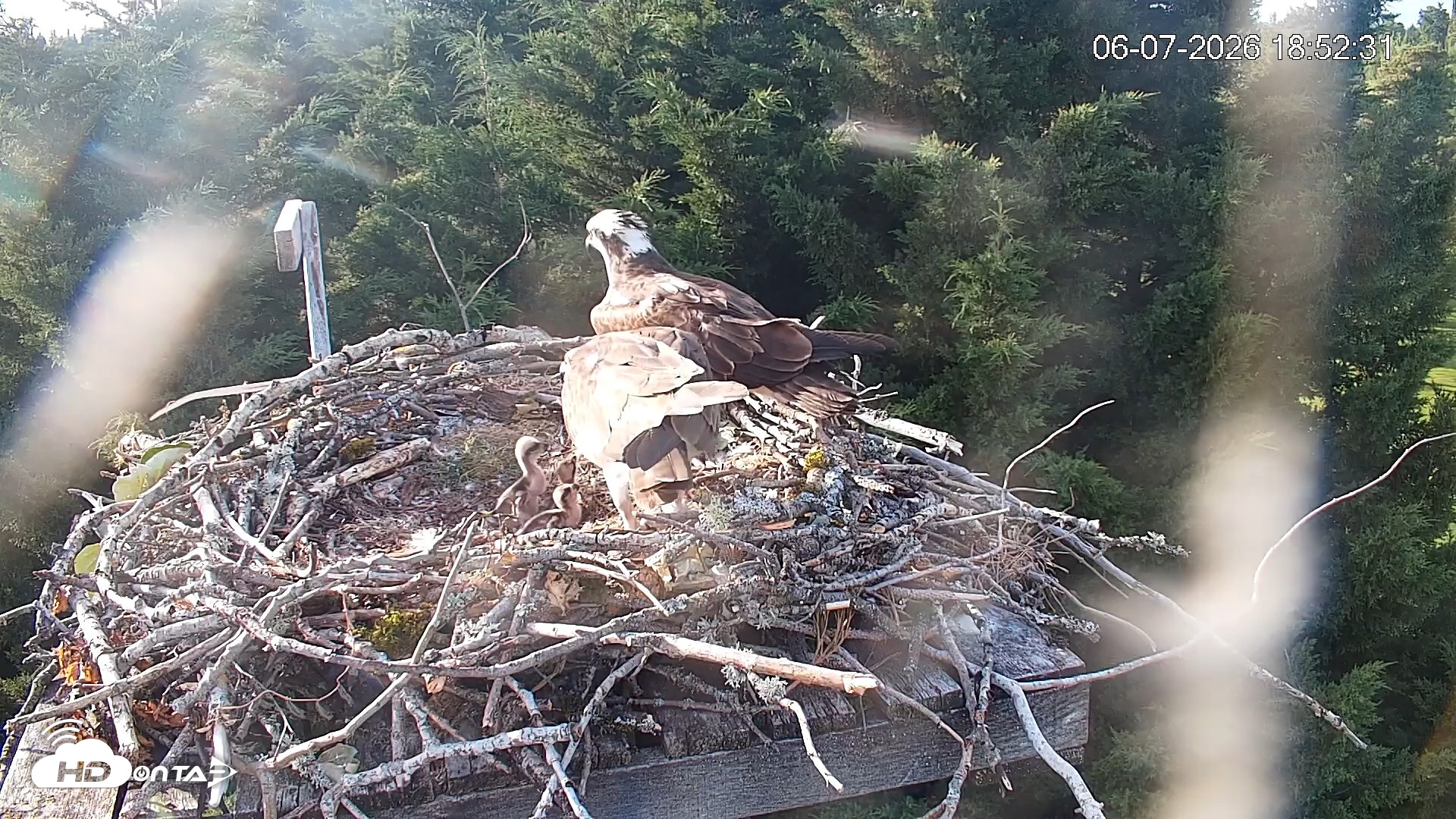 Snapshot of Medina Washington Live Osprey Nest Webcam taken Jun 7, 2026, 6:54pm PDT