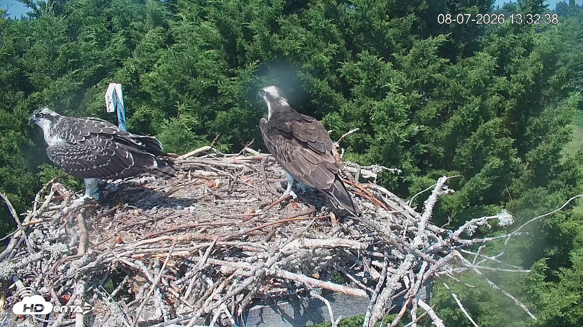 Snapshot of Medina Washington Live Osprey Nest Webcam taken Aug 7, 2026, 1:33pm PDT