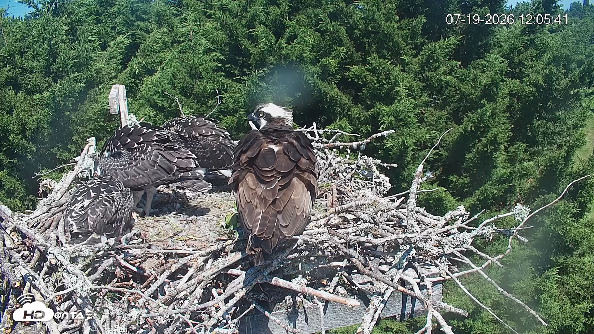 Snapshot of Medina Washington Live Osprey Nest Webcam taken Jul 19, 2026, 12:06pm PDT