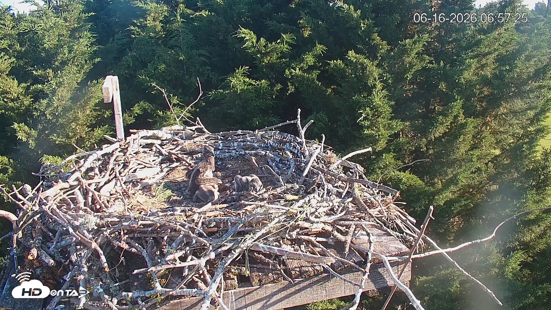 Snapshot of Medina Washington Live Osprey Nest Webcam taken Jun 16, 2026, 6:58am PDT