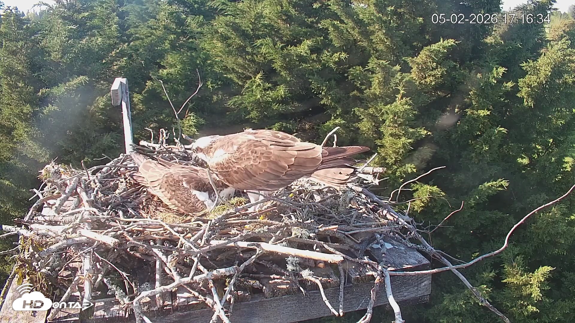 Snapshot of Medina Washington Live Osprey Nest Webcam taken May 2, 2026, 5:17pm PDT
