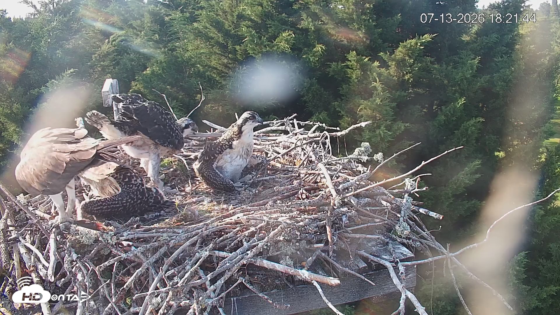 Snapshot of Medina Washington Live Osprey Nest Webcam taken Jul 13, 2026, 6:22pm PDT