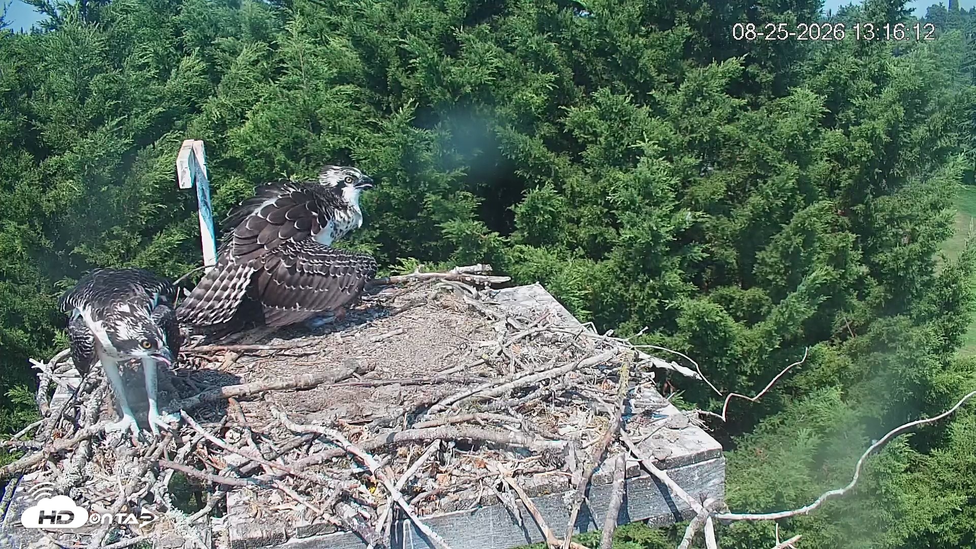 Snapshot of Medina Washington Live Osprey Nest Webcam taken Aug 25, 2026, 1:17pm PDT