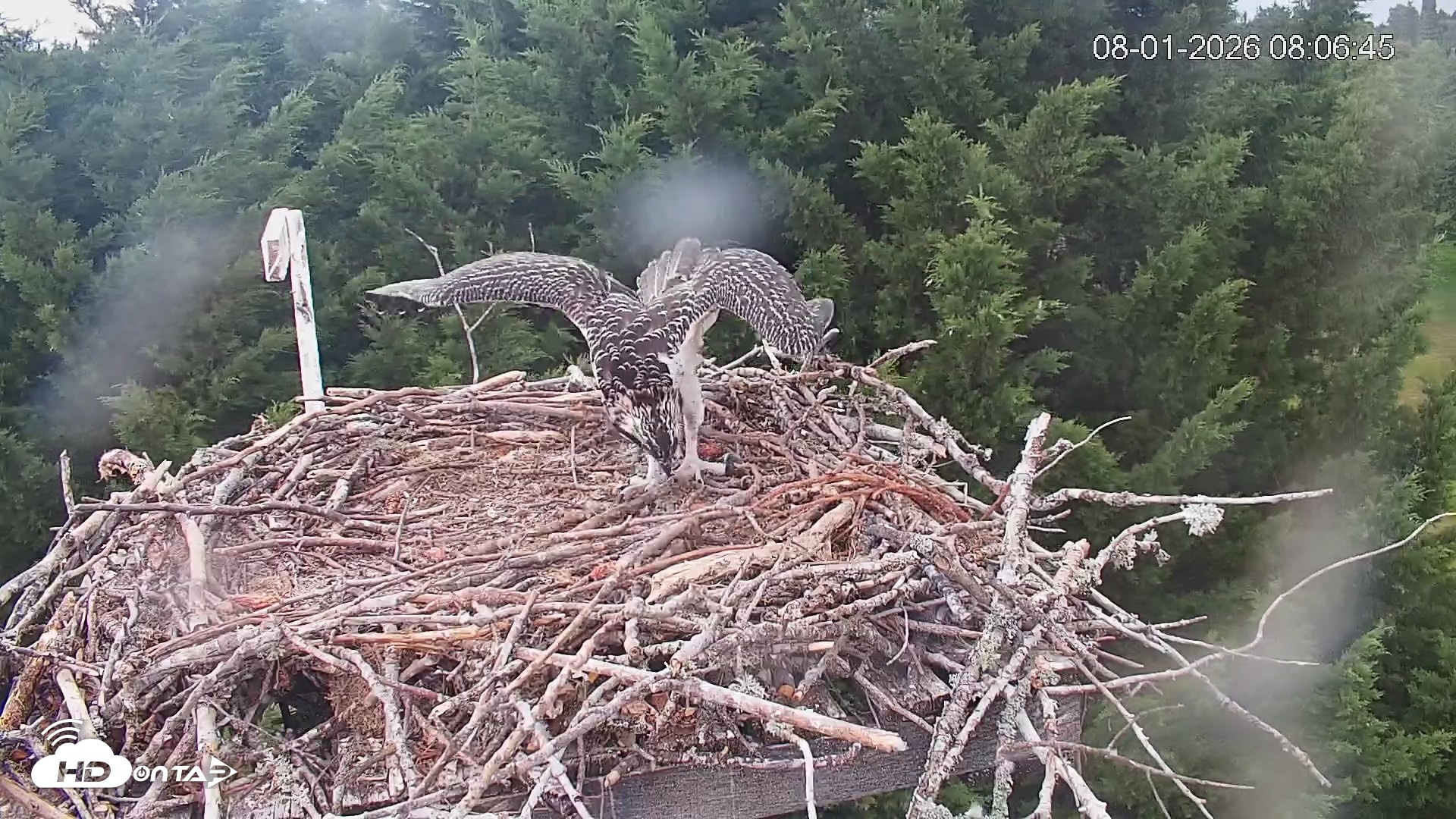 Snapshot of Medina Washington Live Osprey Nest Webcam taken Aug 1, 2026, 8:07am PDT