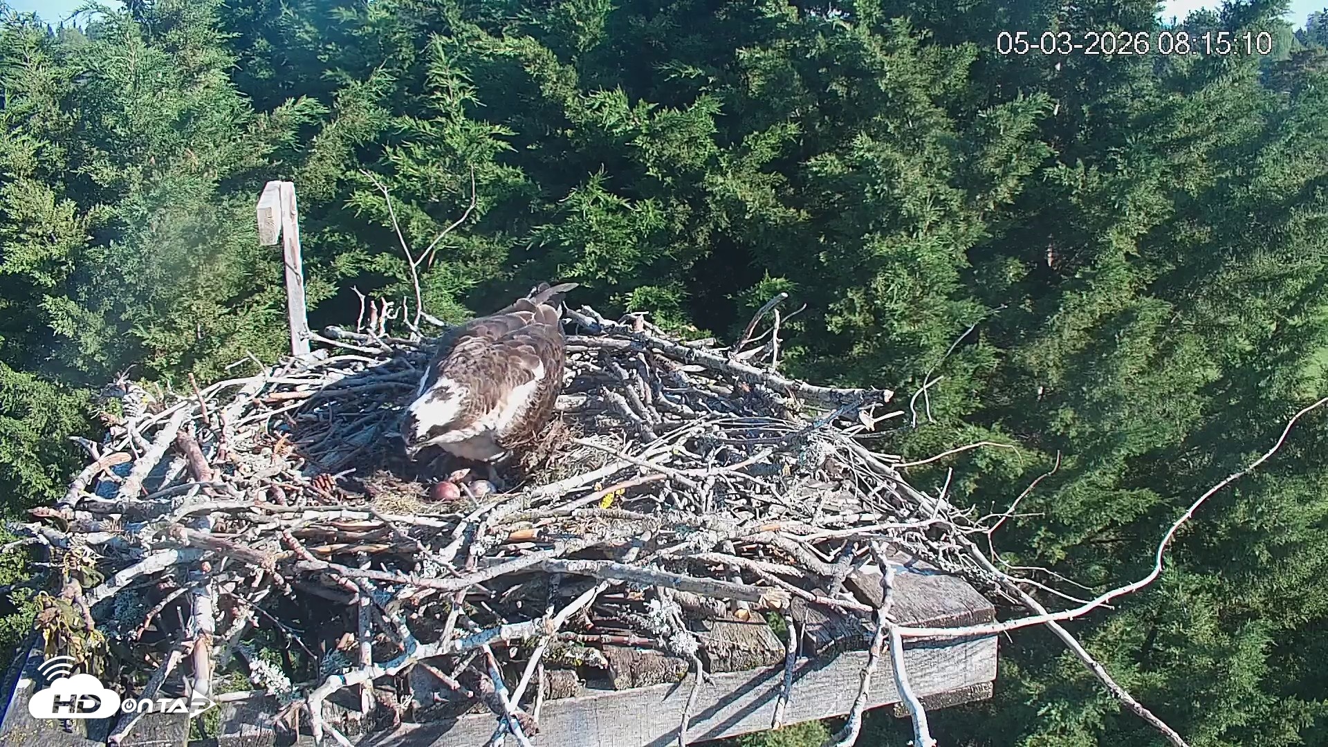 Snapshot of Medina Washington Live Osprey Nest Webcam taken May 3, 2026, 8:16am PDT