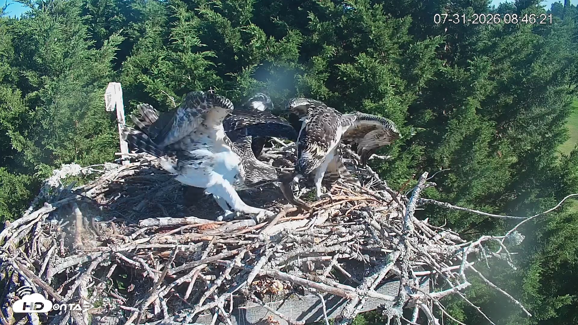 Snapshot of Medina Washington Live Osprey Nest Webcam taken Jul 31, 2026, 8:47am PDT
