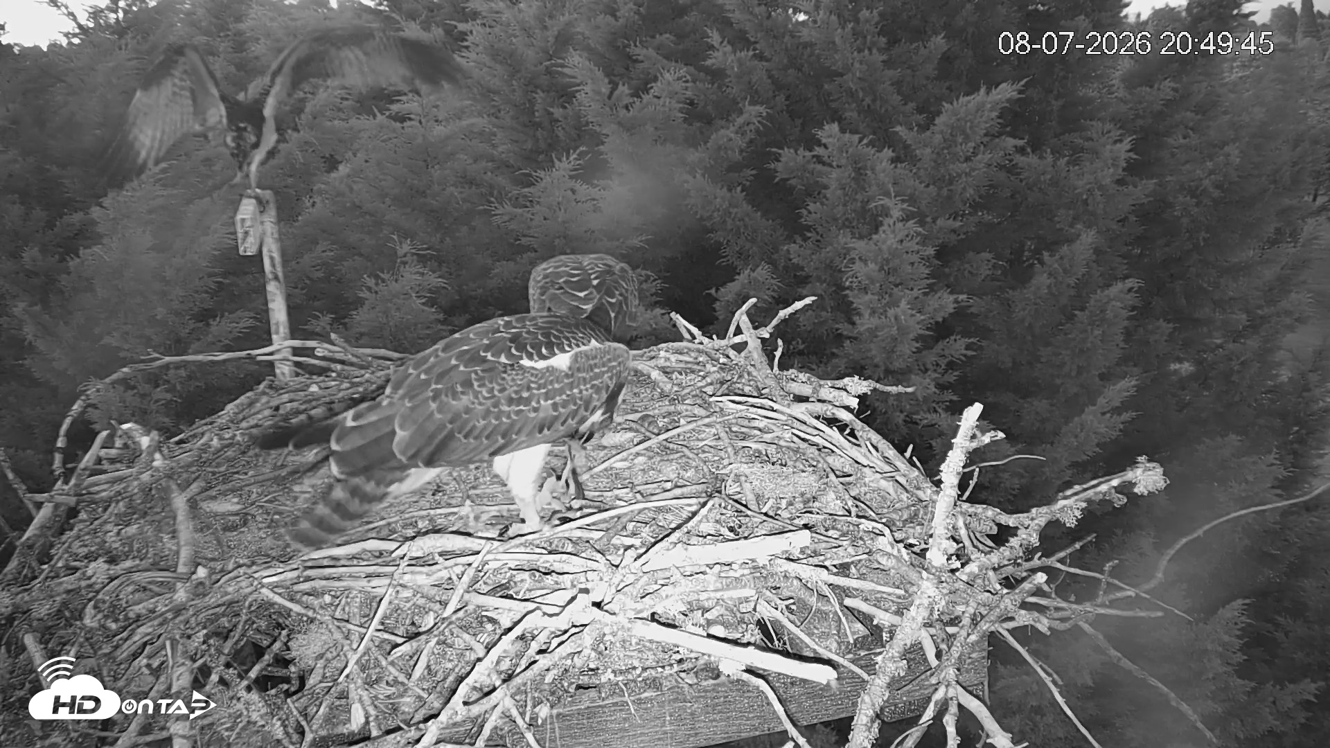 Snapshot of Medina Washington Live Osprey Nest Webcam taken Aug 7, 2026, 8:50pm PDT