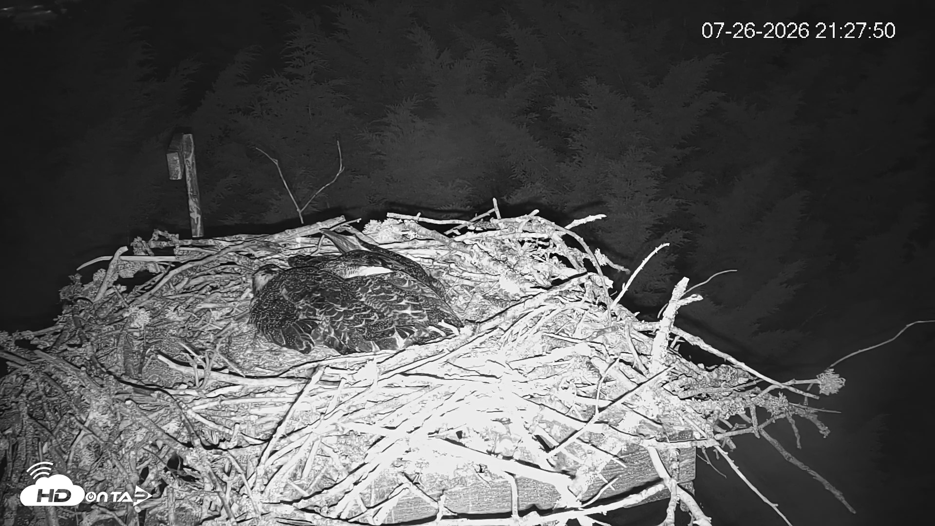 Snapshot of Medina Washington Live Osprey Nest Webcam taken Jul 26, 2026, 9:28pm PDT