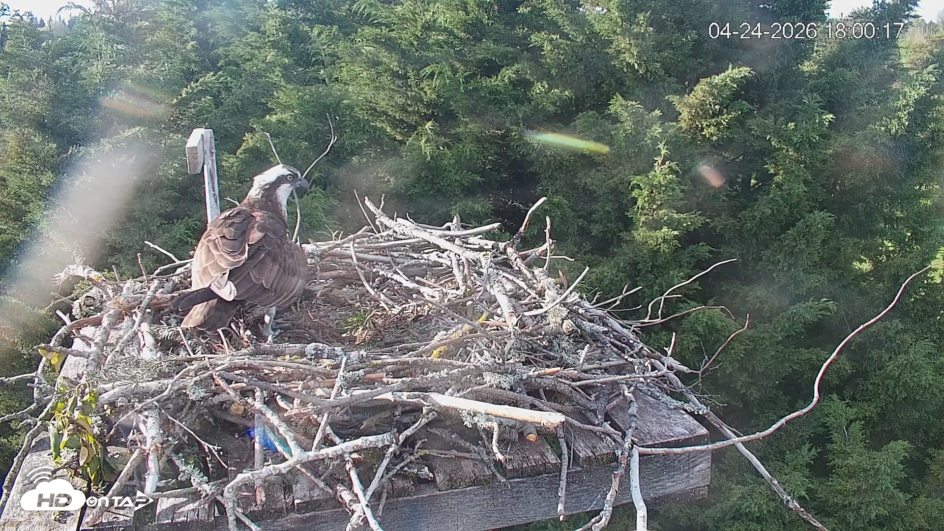 Snapshot of Medina Washington Live Osprey Nest Webcam taken Apr 24, 2026, 6:00pm PDT