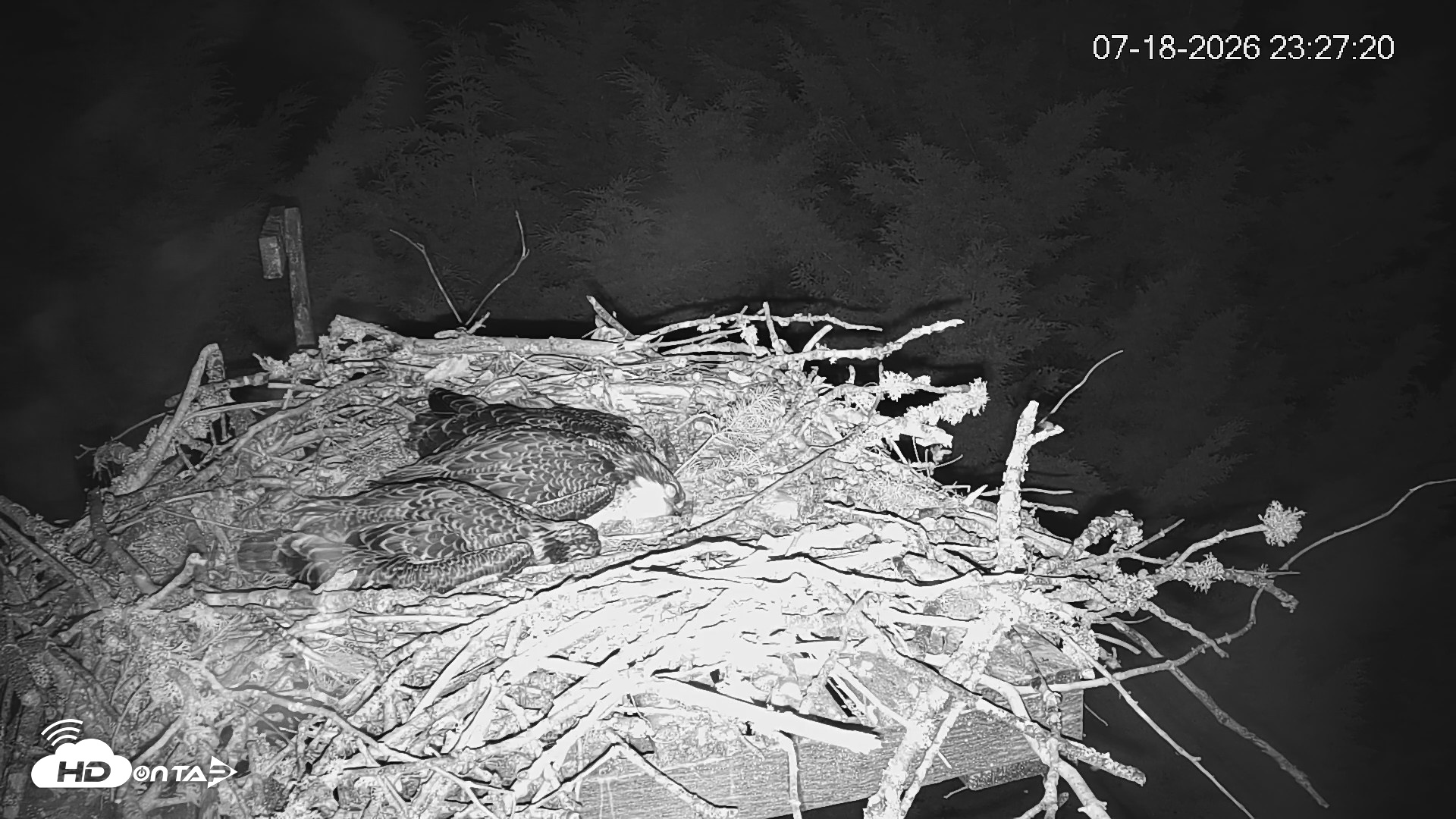 Snapshot of Medina Washington Live Osprey Nest Webcam taken Jul 18, 2026, 11:28pm PDT