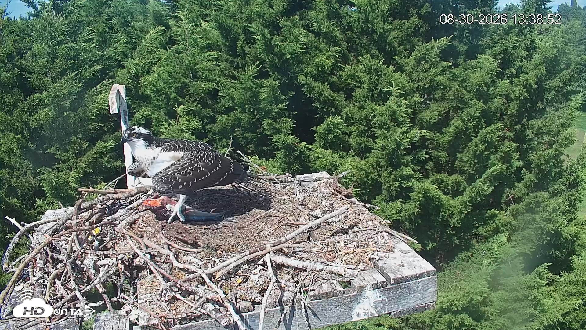 Snapshot of Medina Washington Live Osprey Nest Webcam taken Aug 30, 2026, 1:39pm PDT