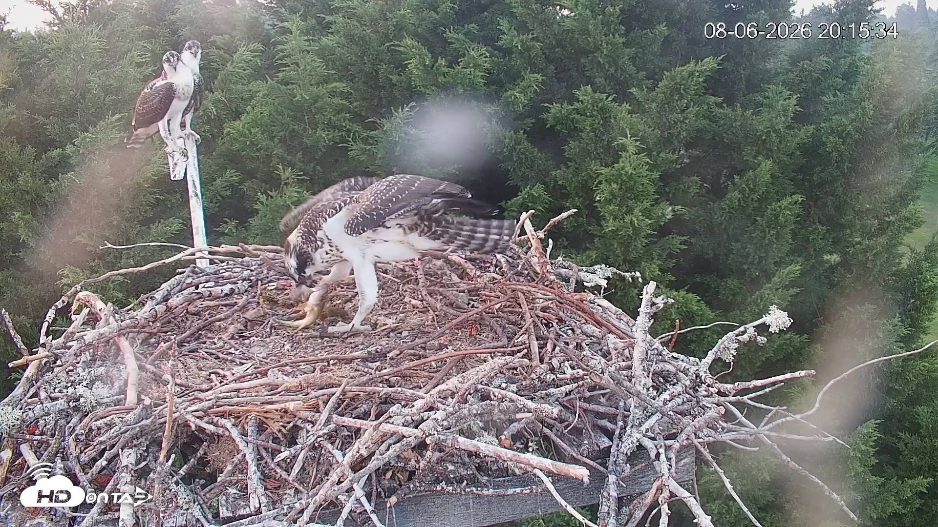 Snapshot of Medina Washington Live Osprey Nest Webcam taken Aug 6, 2026, 8:16pm PDT