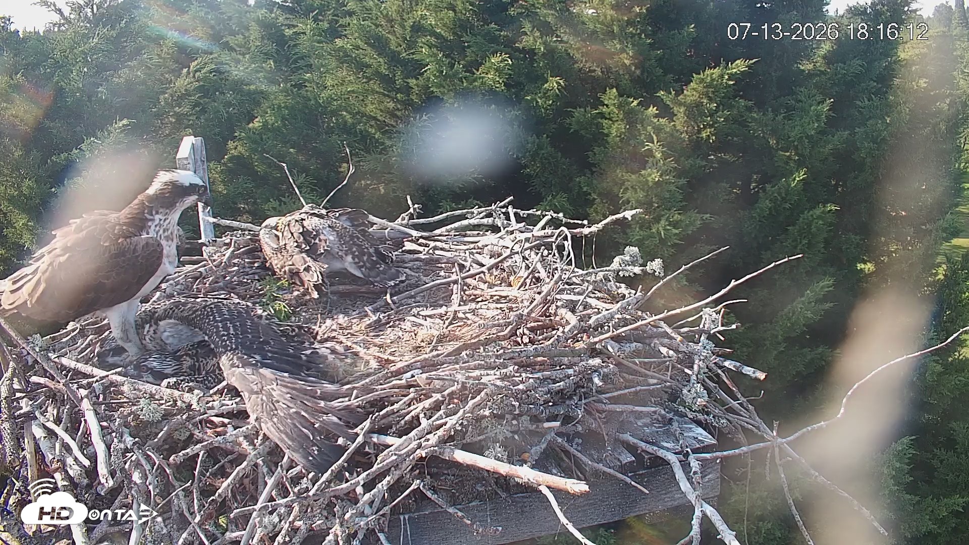 Snapshot of Medina Washington Live Osprey Nest Webcam taken Jul 13, 2026, 6:17pm PDT